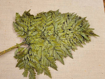 Bleached Leather Leaf Fern: Preserved Floral Decor, 10 Stems