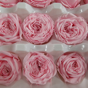 21 Pink Preserved Roses: Wedding & Home Decor