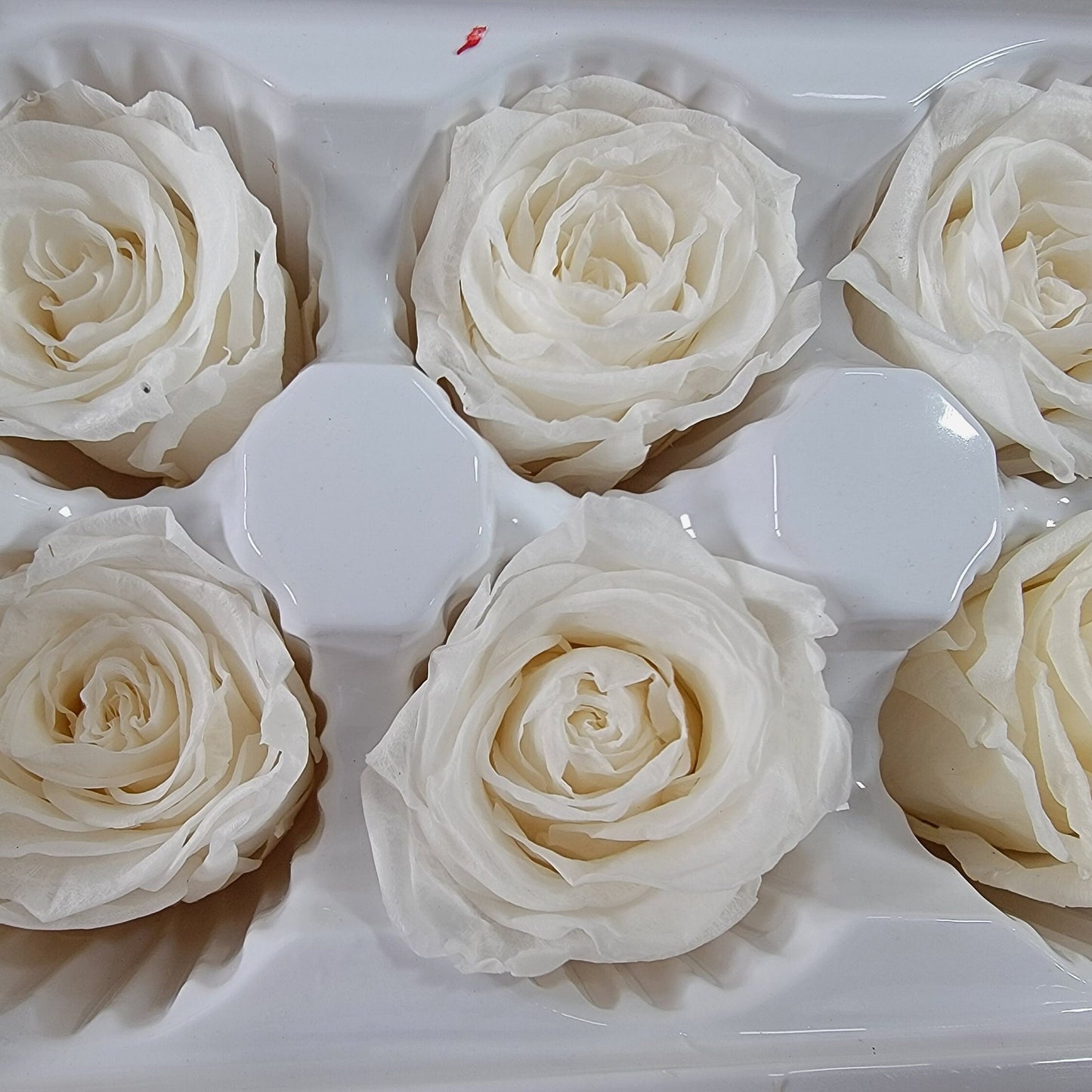 8 white preserved roses wedding rose, Floral arrangements, boutonniere, preserved flowers, wedding decor 10oz - 2.5" Inches