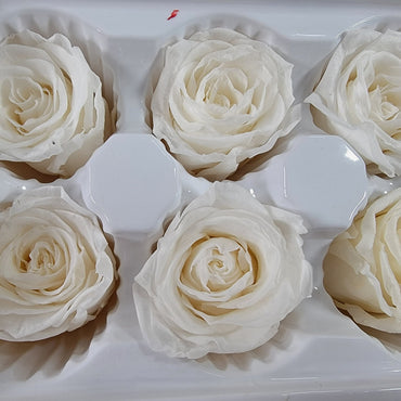 8 white preserved roses wedding rose, Floral arrangements, boutonniere, preserved flowers, wedding decor 10oz - 2.5" Inches