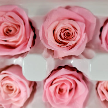 8 Deep Peach Preserved Roses: Wedding & Prom Decor