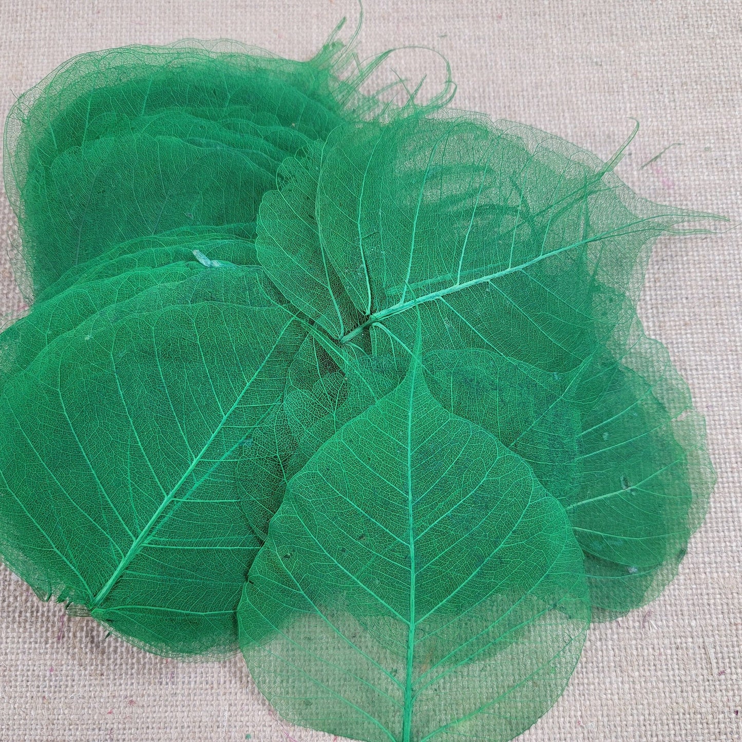 Skeleton Leaves 100 pcs Flower Making Floral Scrapbook Craft Wedding.