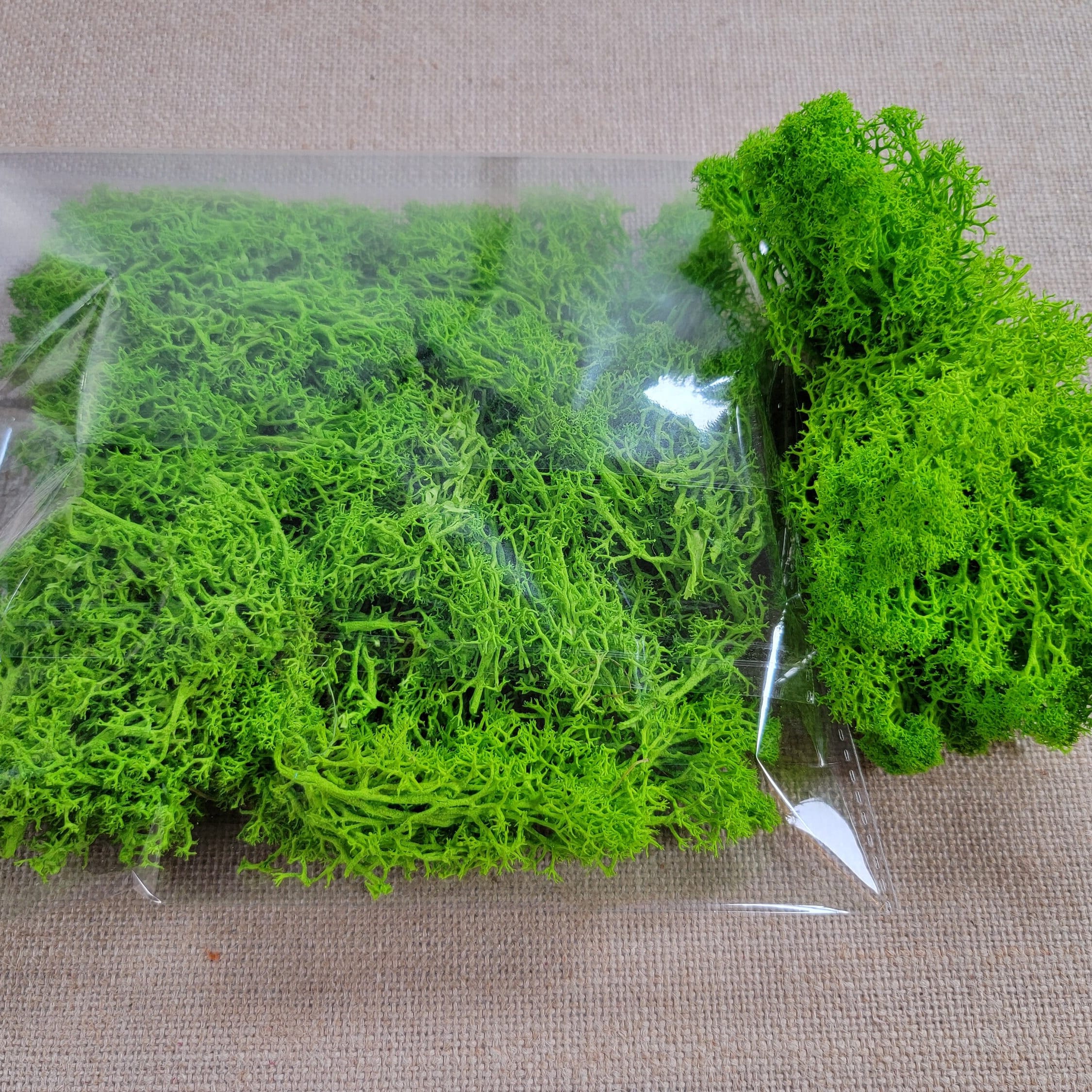 Preserved Reindeer Moss - 2oz - 5 Colors