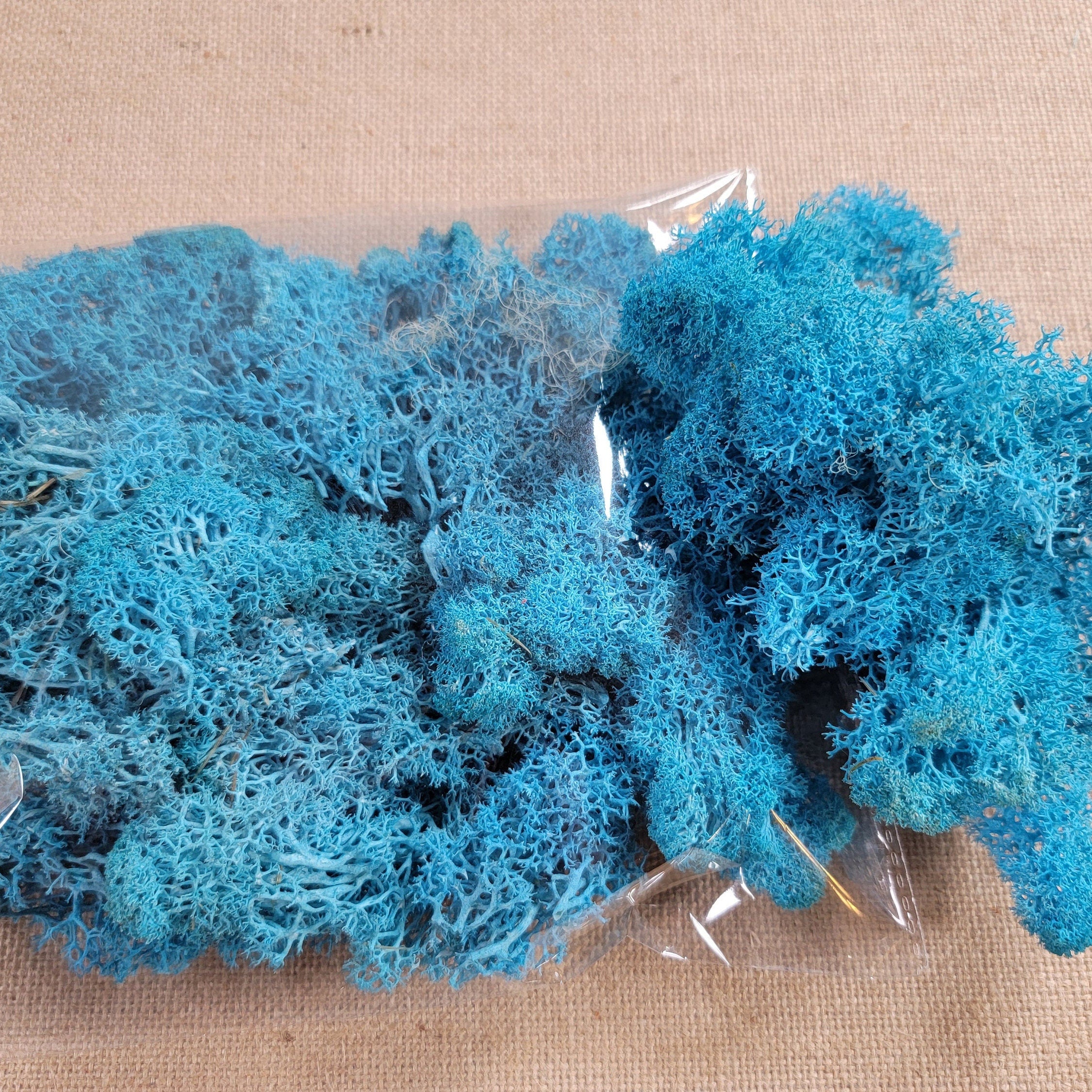 Preserved Reindeer Moss - 2oz - 5 Colors