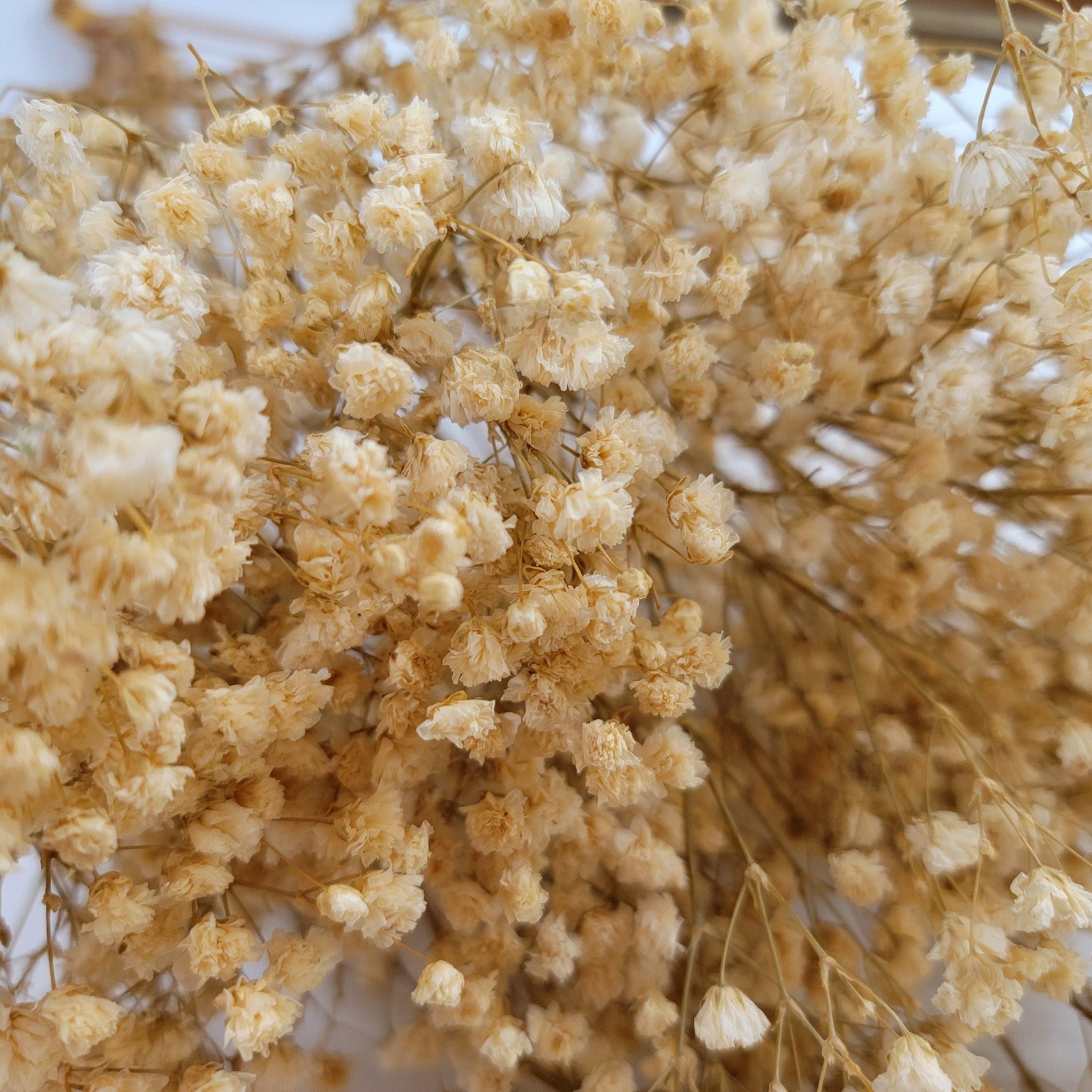 Natural Preserved Baby's Breath Bundle, Gypsophila,