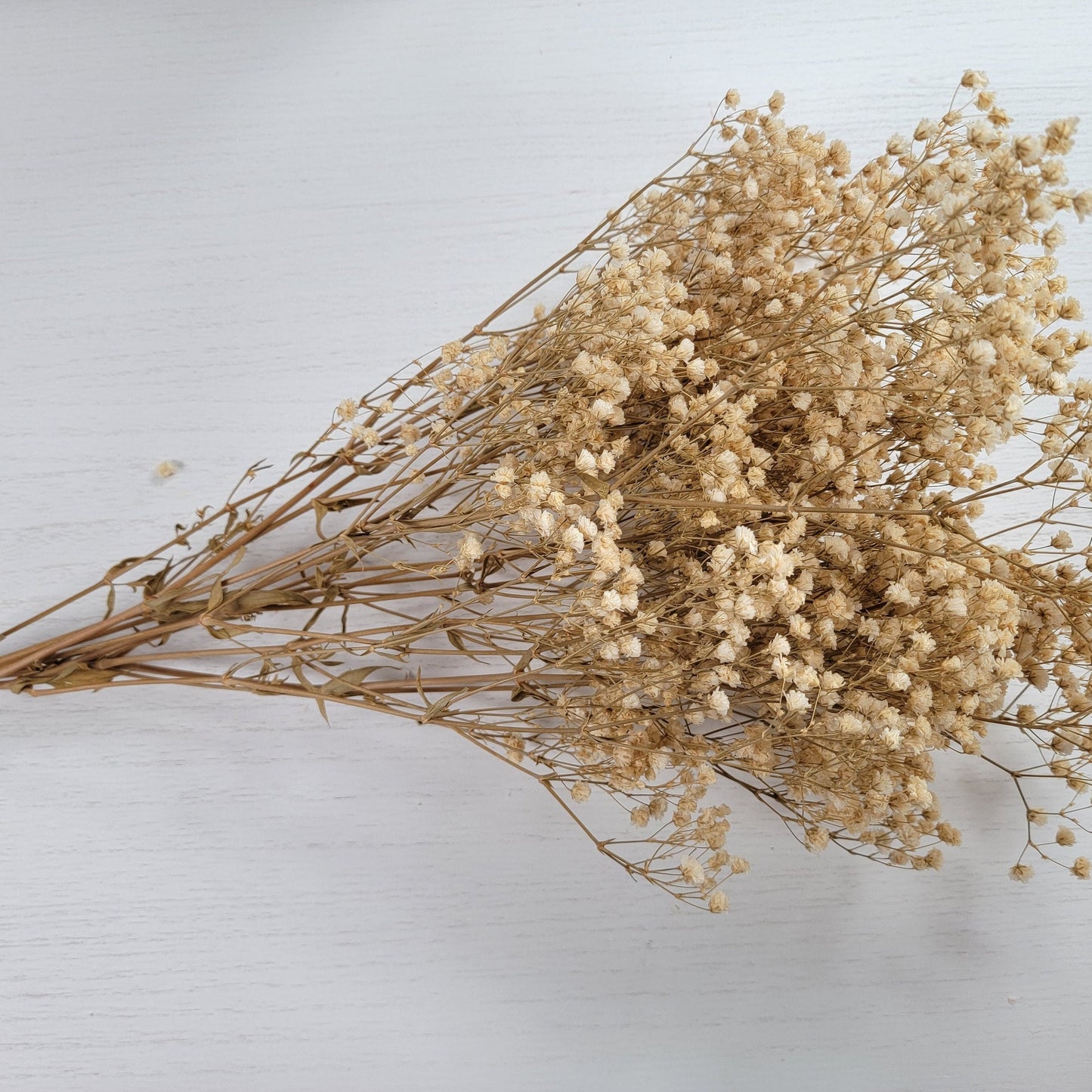 Natural Preserved Baby's Breath Bundle, Gypsophila,