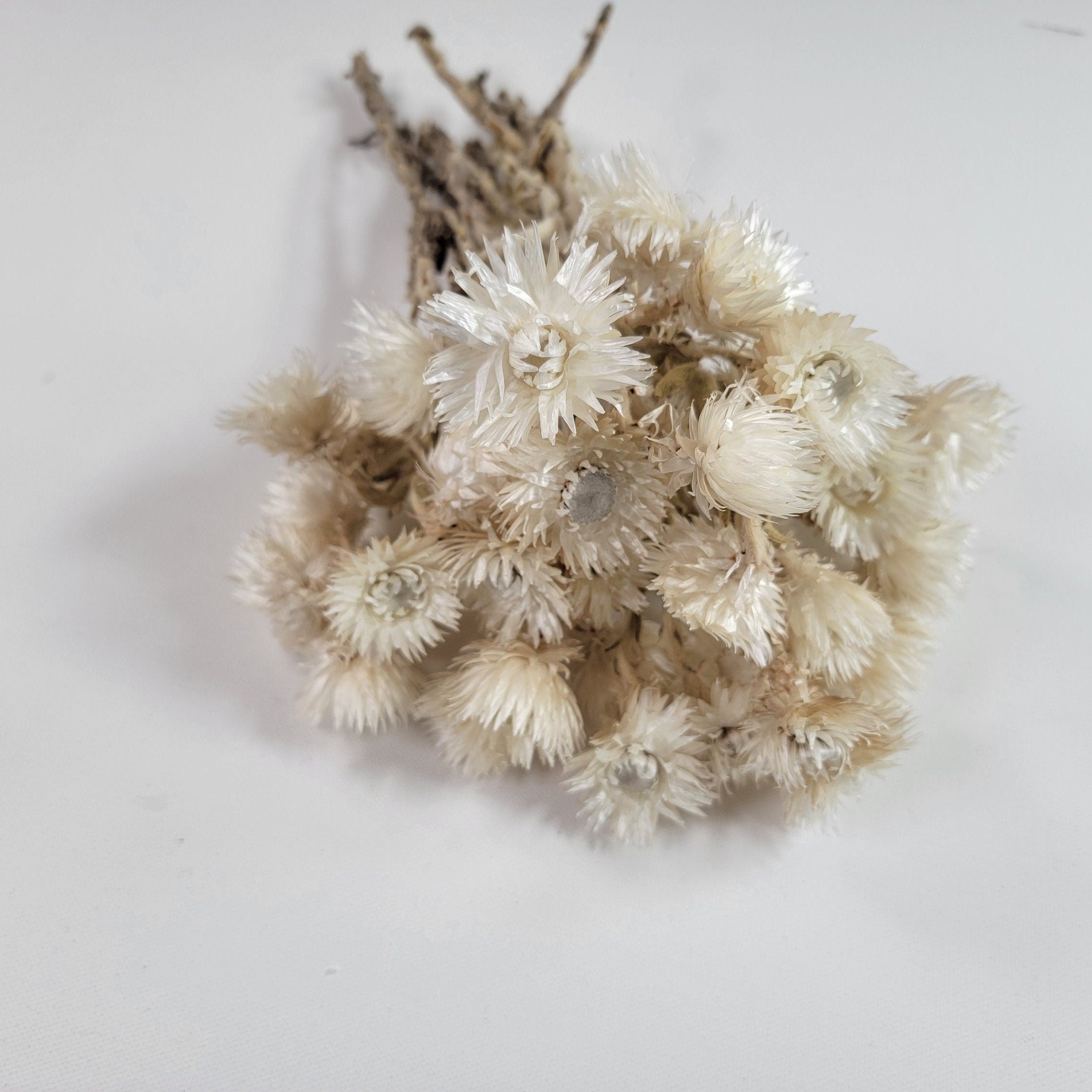 Dried White Straw Flowers: 13" Everlasting Helichrysums