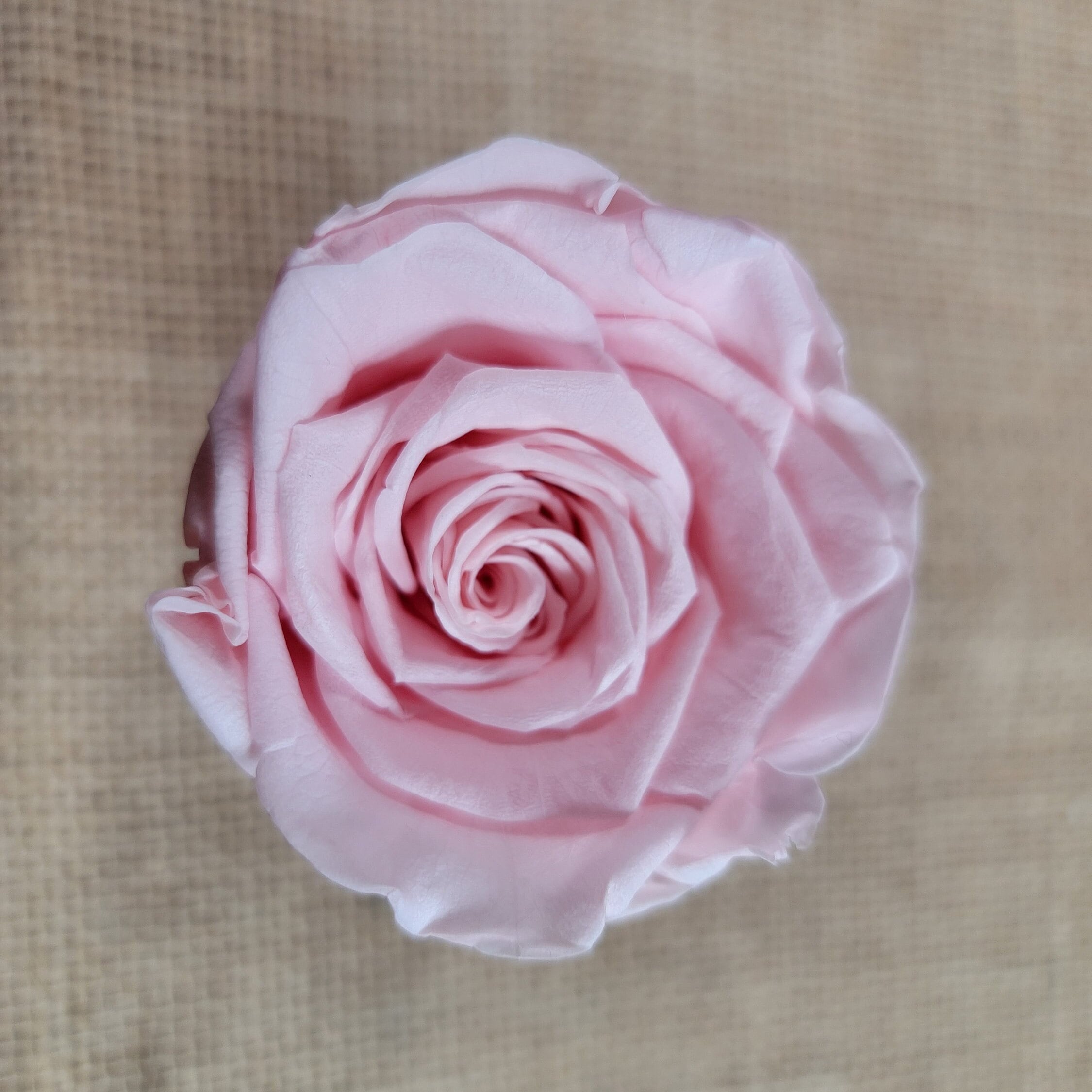 6 Light Pink Preserved Roses: DIY Floral Decor