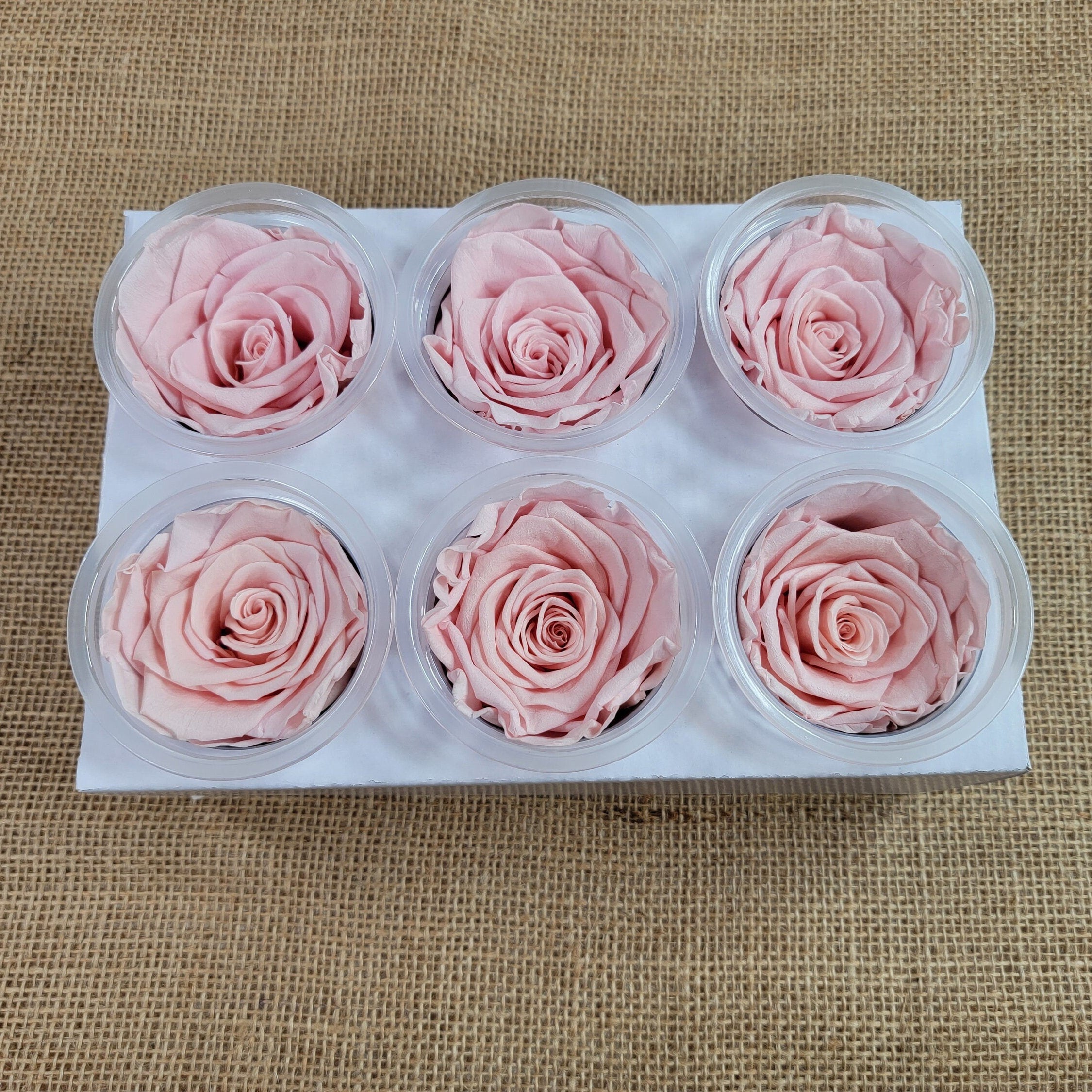6 Light Pink Preserved Roses: DIY Floral Decor