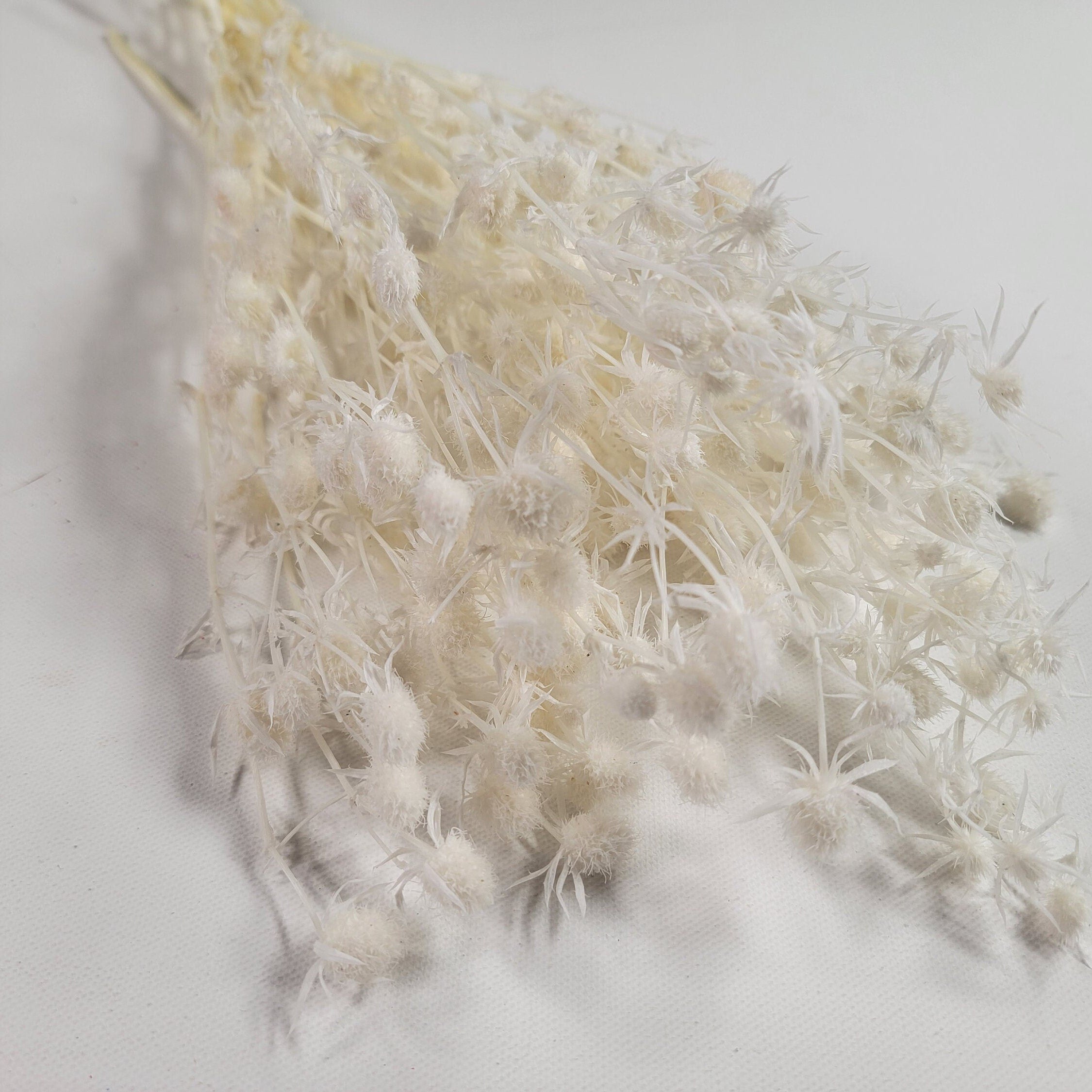 Variety kinds of dry flower Fruit lover preserving flower preserved sea holly