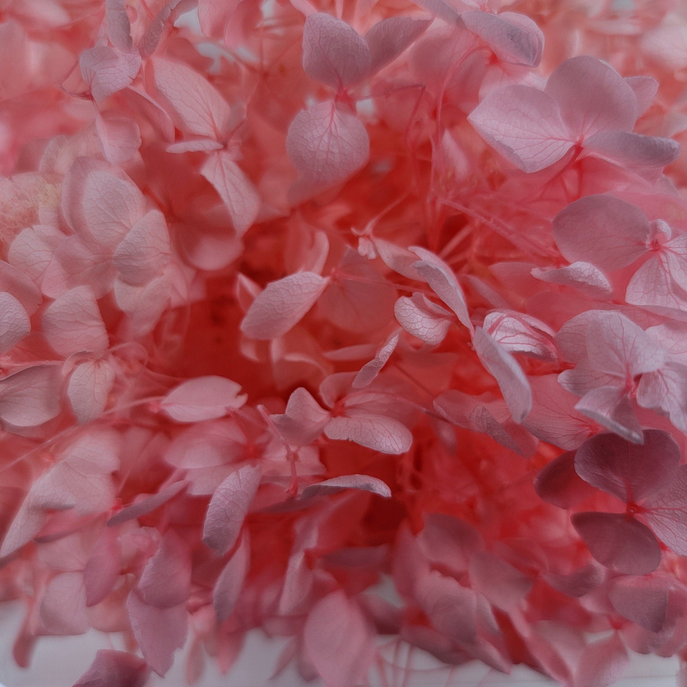 Preserved Hydrangeas: Colorful Dried Flowers, Wedding Home Decor