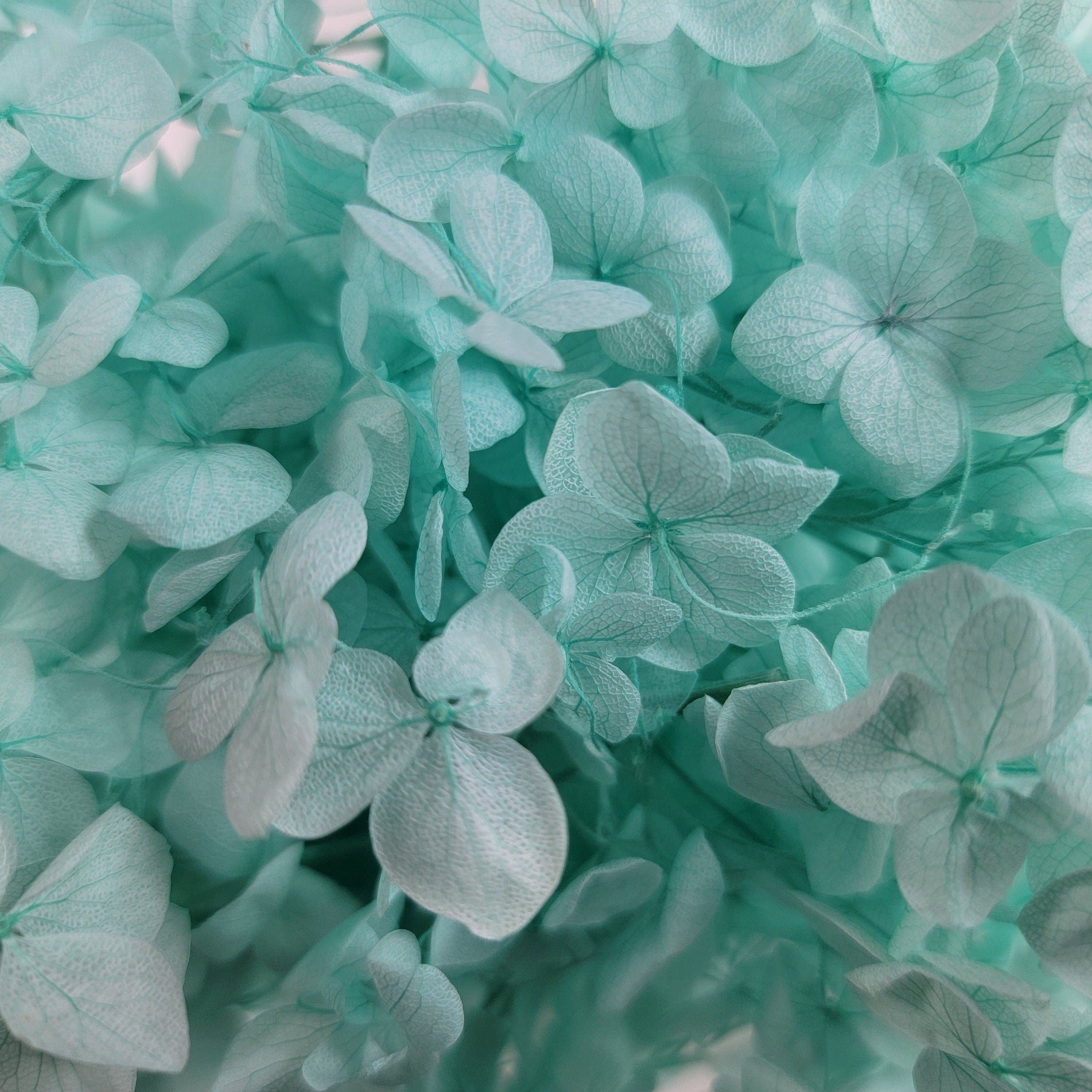 Preserved Hydrangeas: Colorful Dried Flowers, Wedding Home Decor
