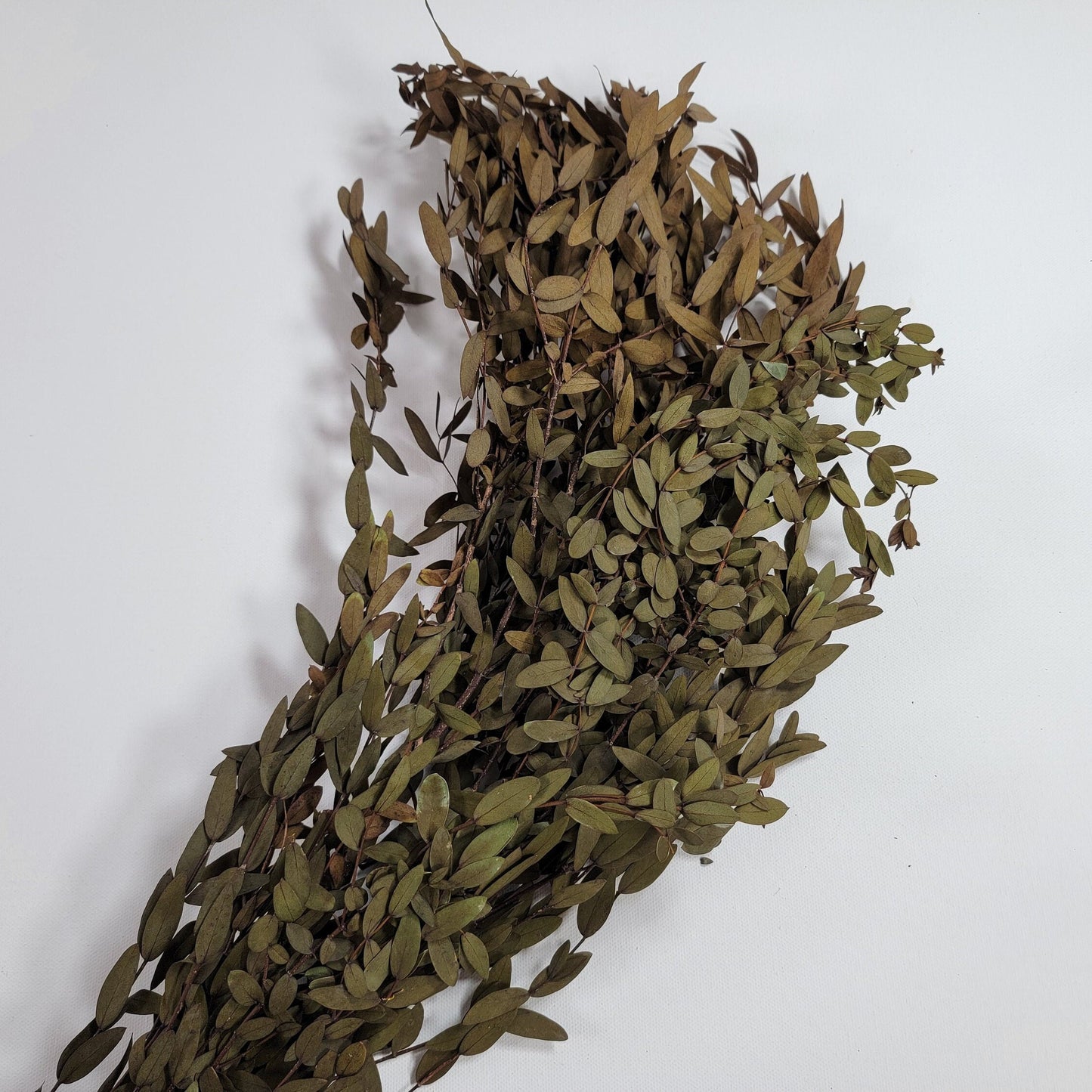 Brown Preserved Parvifolia Eucalyptus: 20-Inch Dried Leaf Bunch