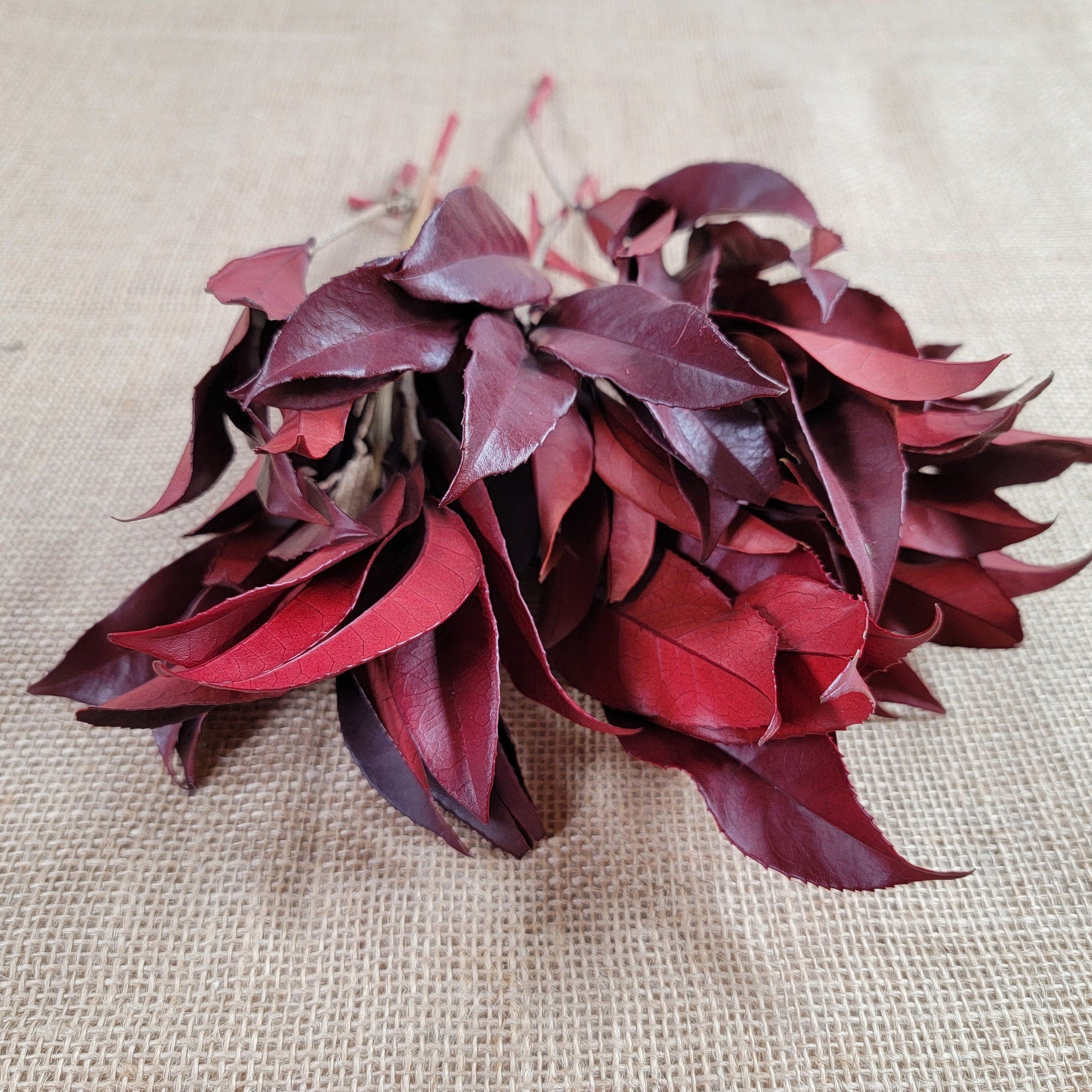 Preserved Osmanthus branches for Home flower arrangement and Garland decoration