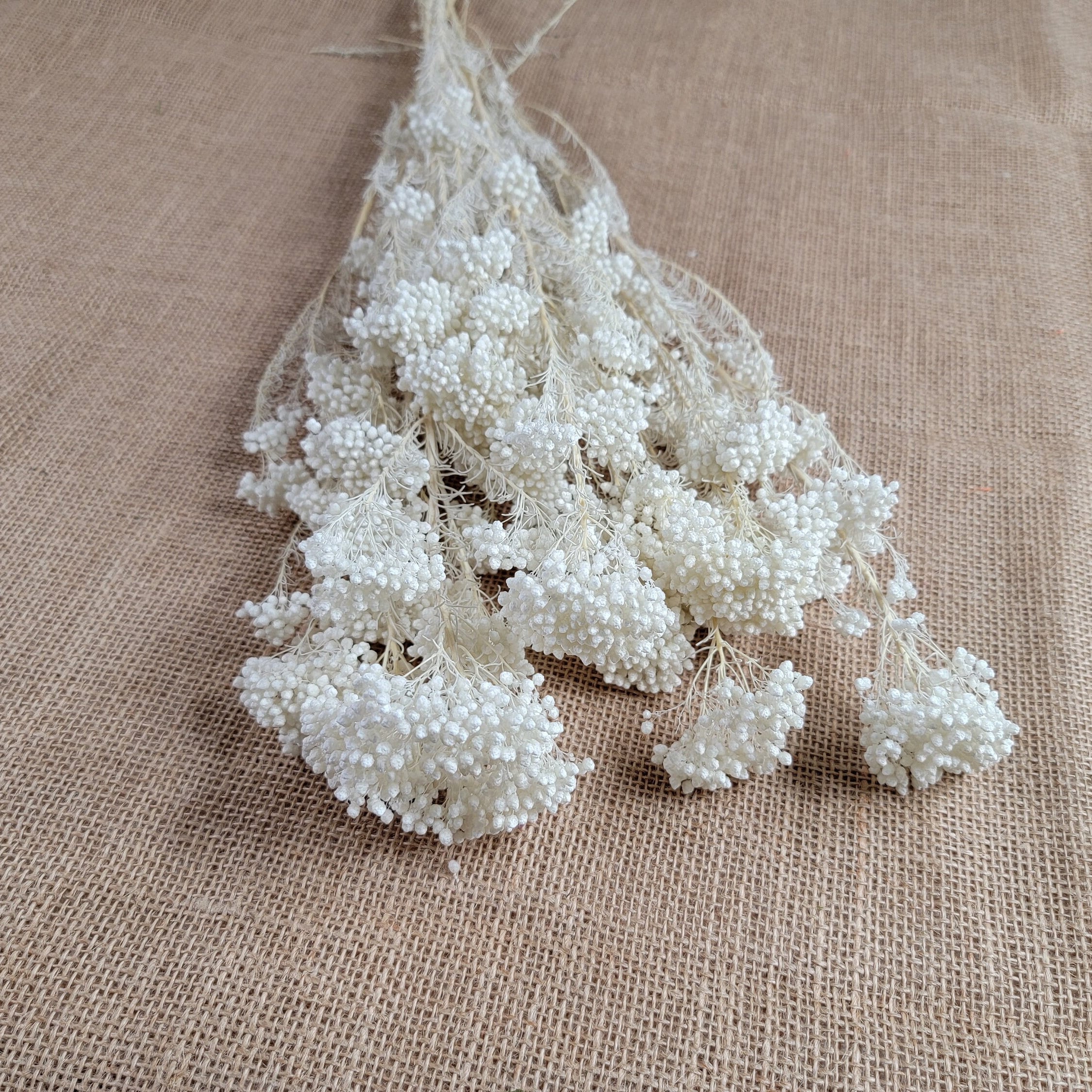 White Preserved rice flower, flowers for bouquets, wedding flowers, filler, dried flowers arrangements, Wedding decor, 19"-20"tall,