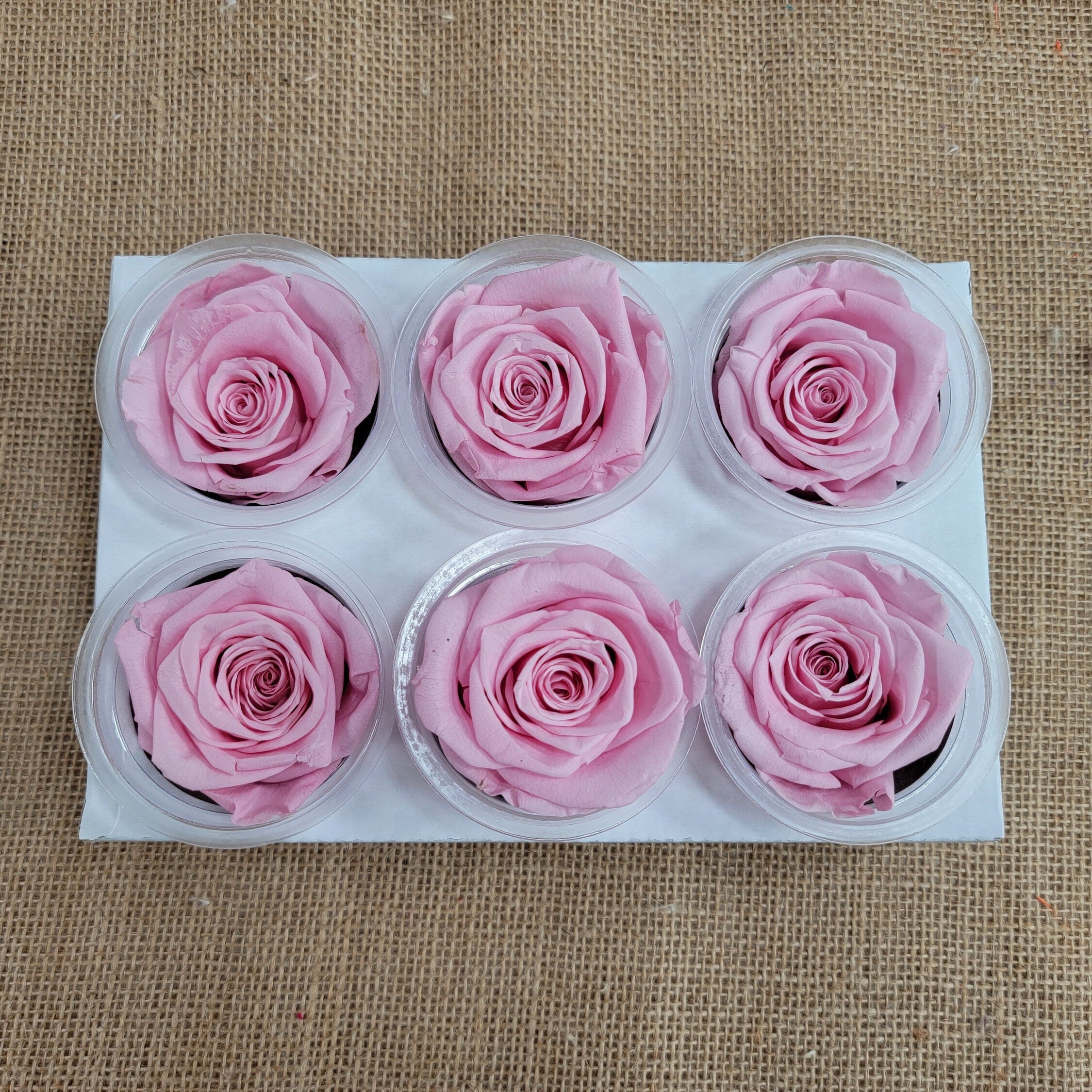 6 Light Pink Preserved Roses: DIY Floral Arrangements