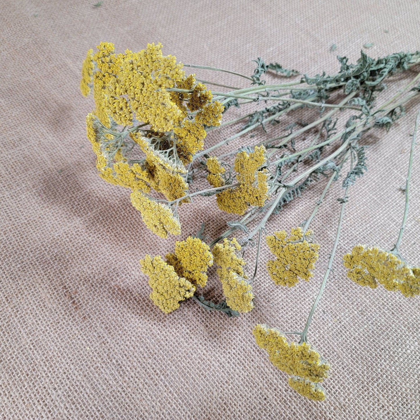 Dried Yellow Yarrow Bunch, Natural Floral Arrangement, Home Decor, 10 Stems