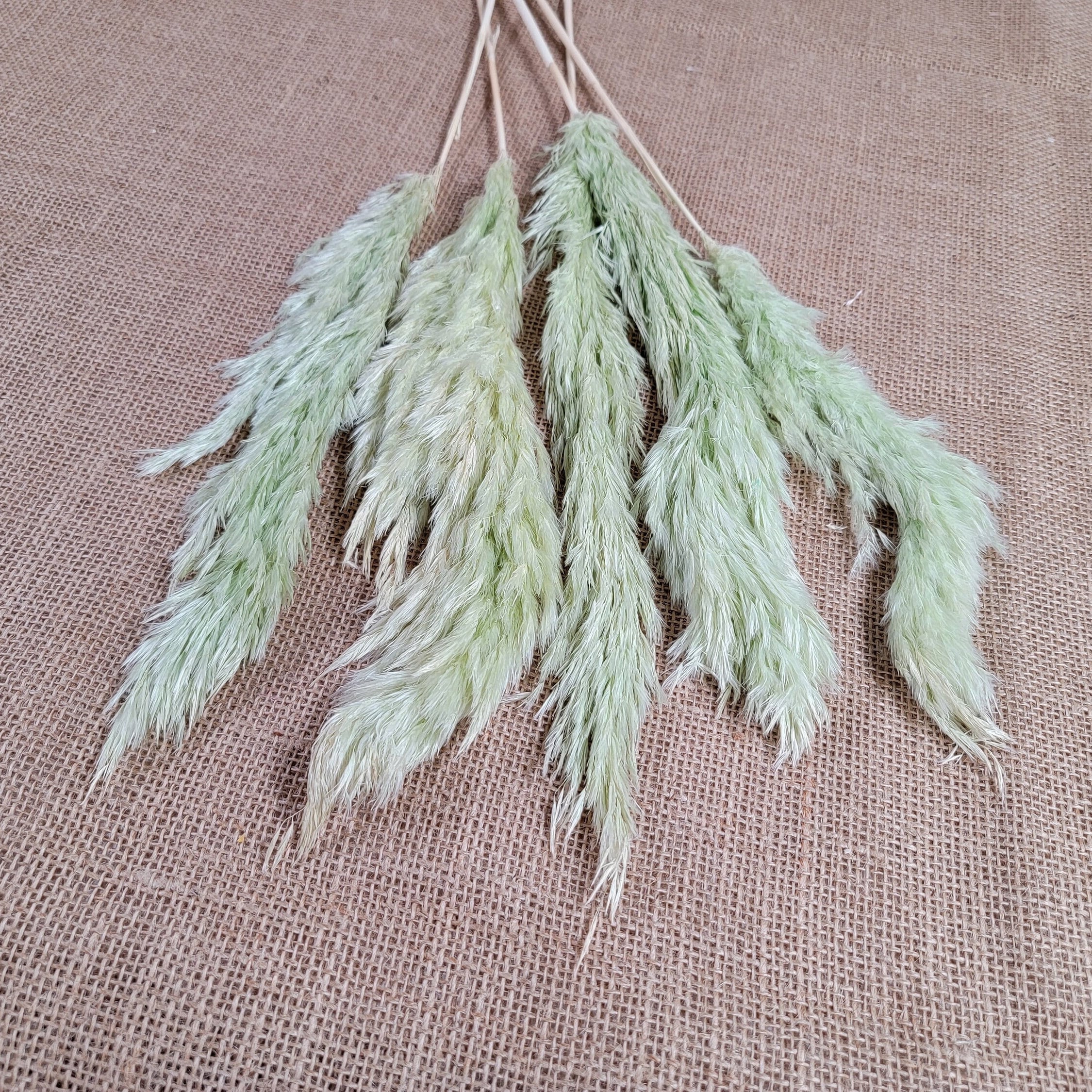 Dried Pampas Grass Bundle: Home Wedding Flower Arrangement