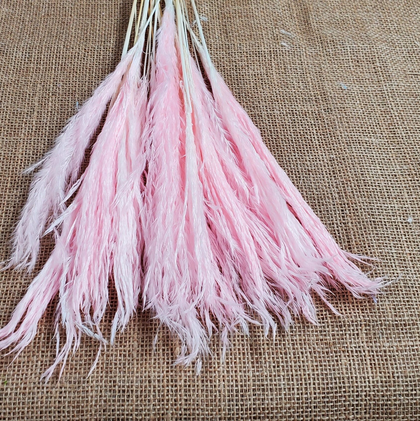 20" Pastel Pampas Grass Stems: Pink, Blue, Purple, White - Wedding Floral Decor