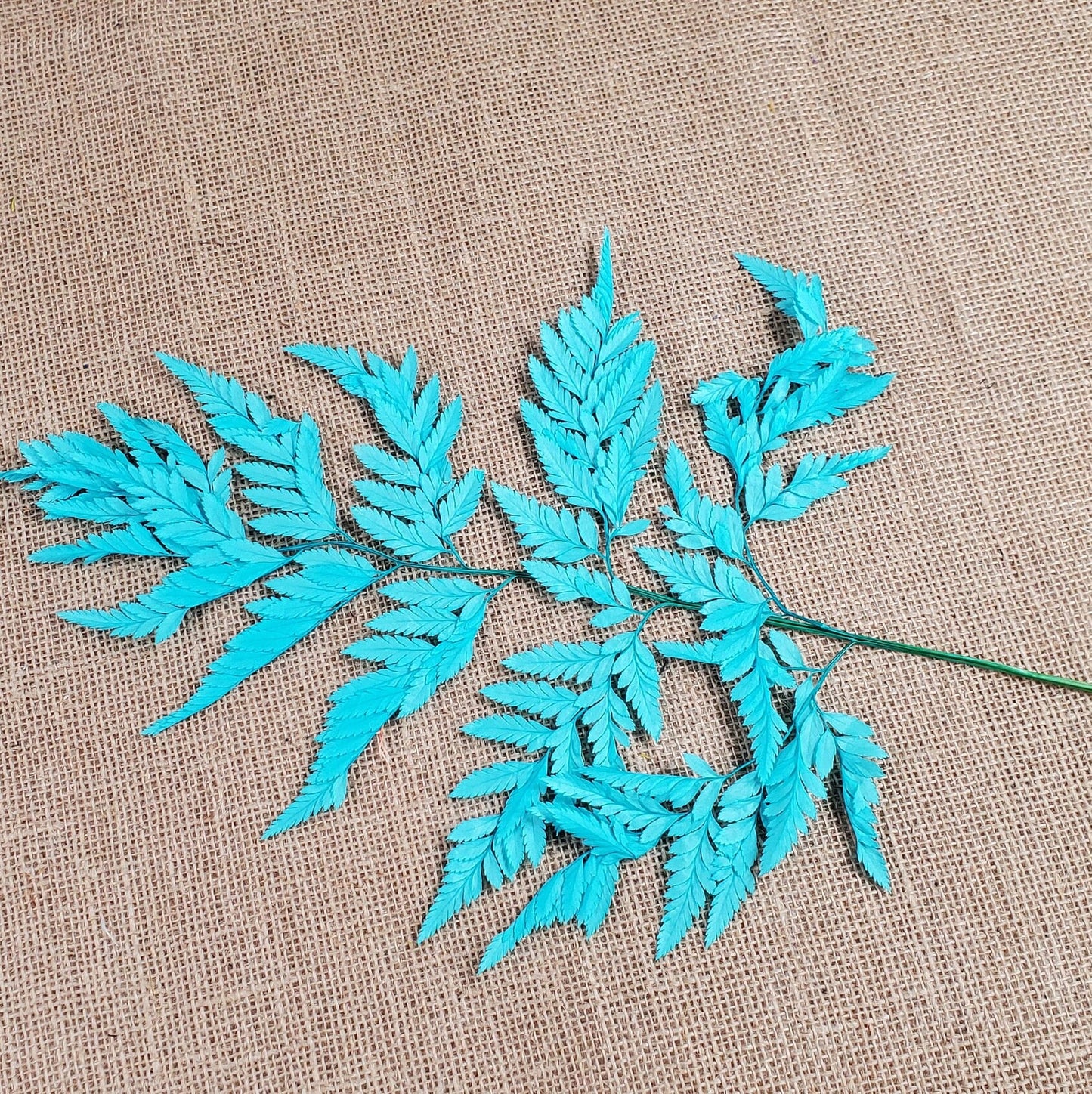 Preserved Leather Leaf Fern: Teal Floral Decor, 10 Stems