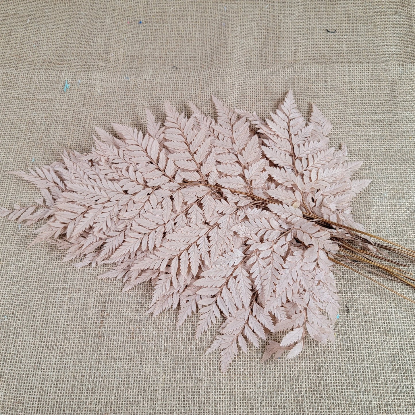 Preserved coffee Fern Stems: Soft Wedding Floral Decor (10 Stems)