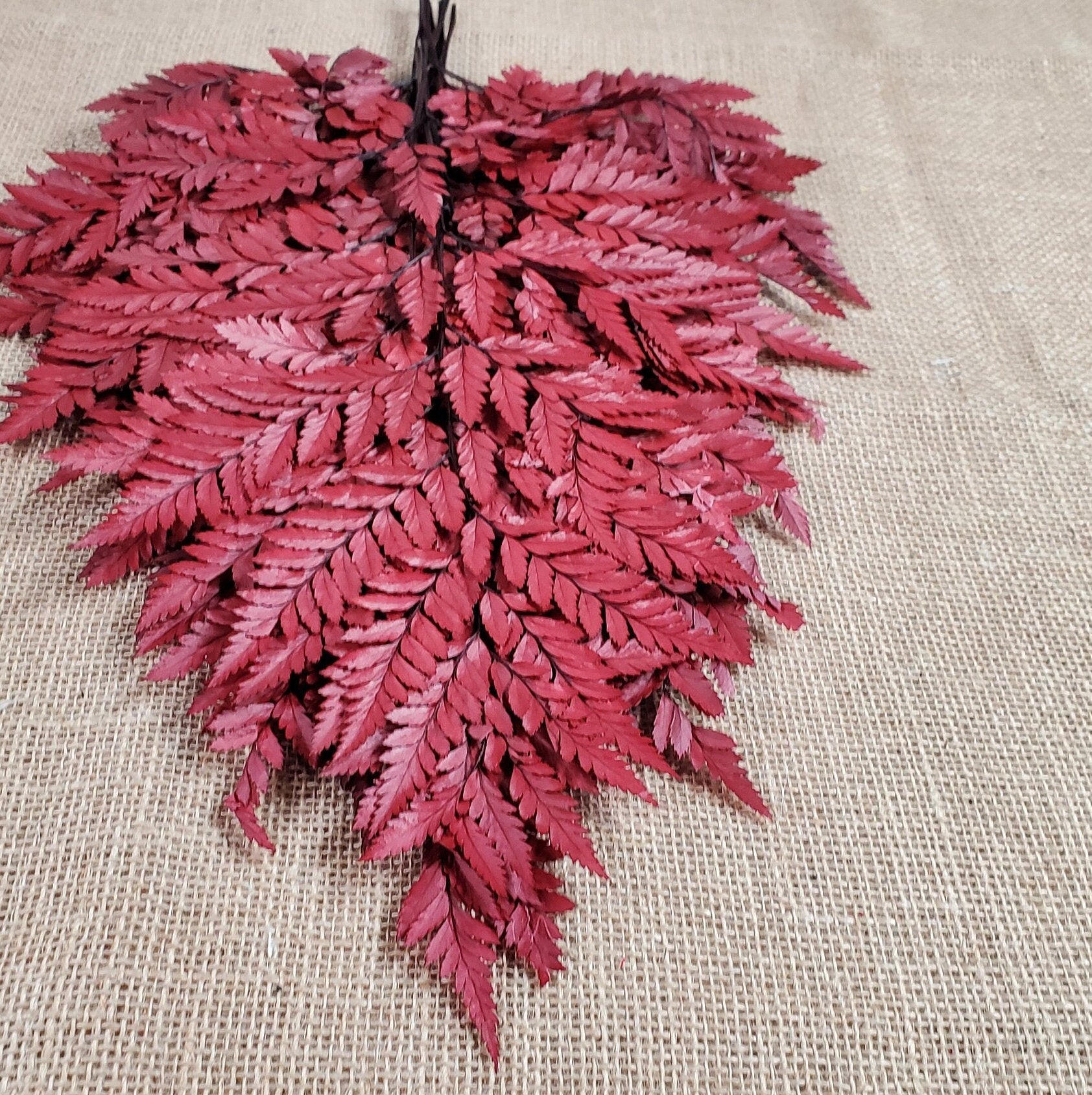Wine Red Preserved Fern Leather Leaf: 10 Stems Floral Decor