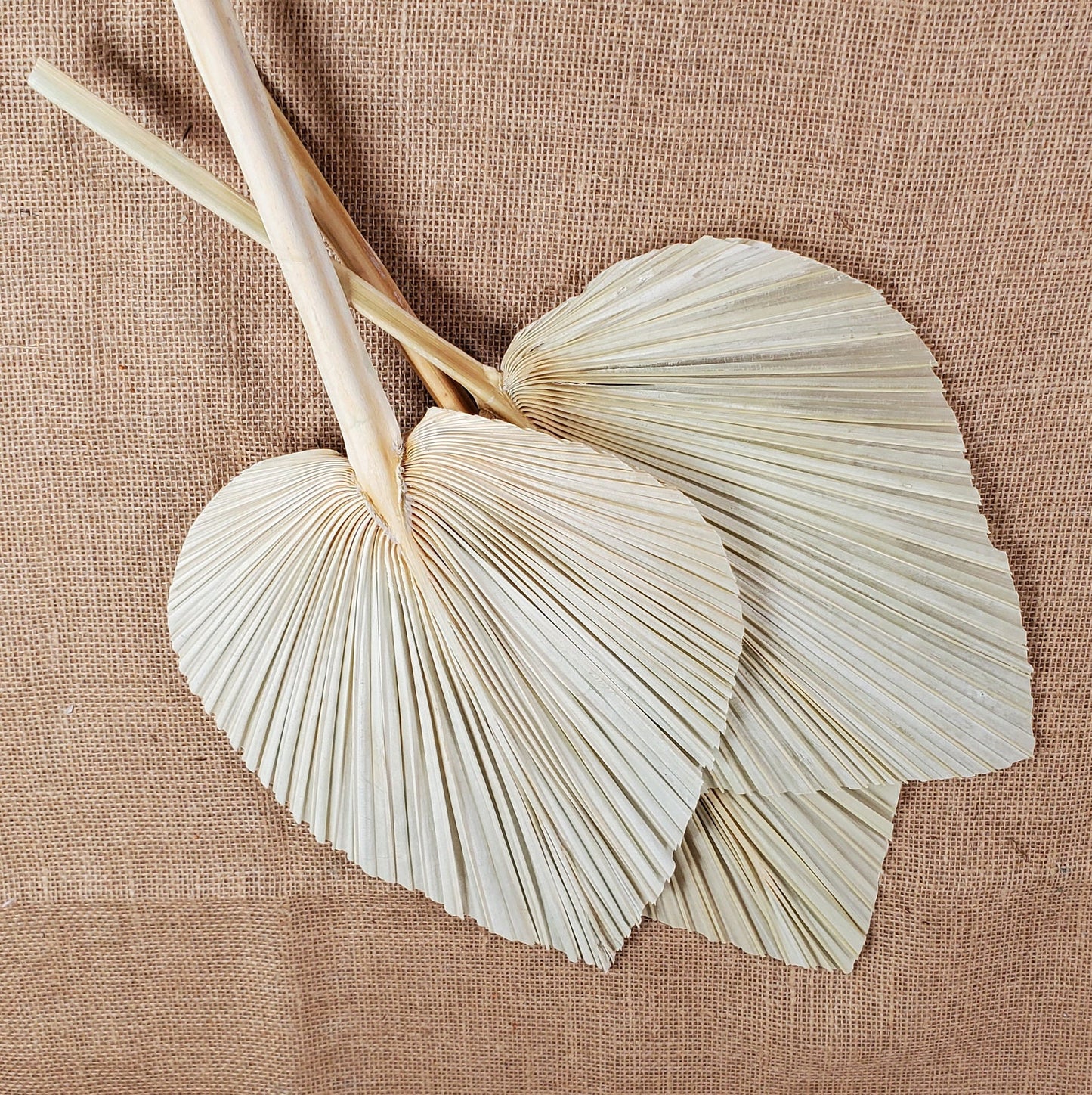 3 Pcs Natural Dried Palm Spears: Boho Wedding Decor