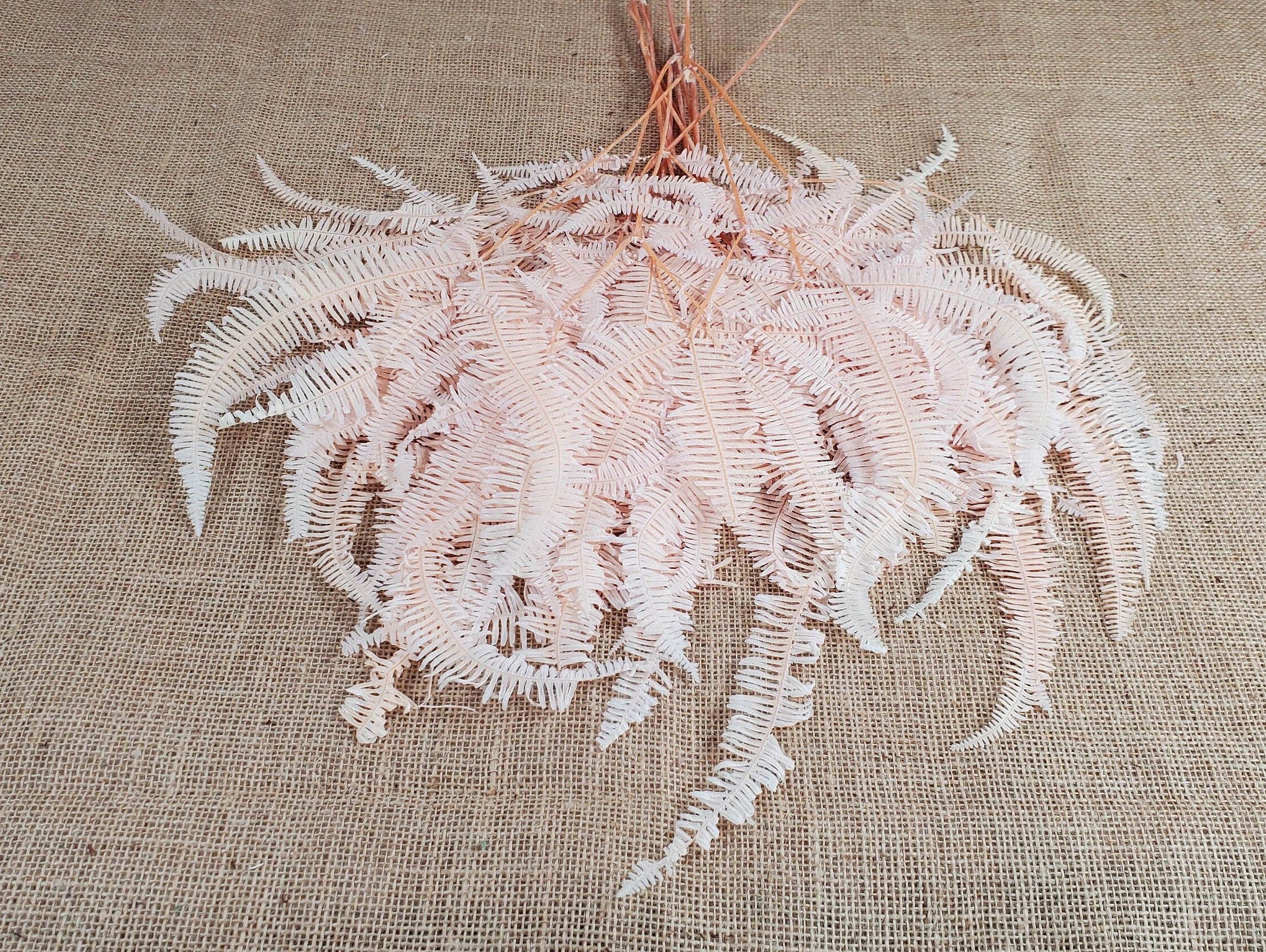 Light Pink Preserved Mountain Fern Leaf: Floral Arrangement, Vase Bouquet