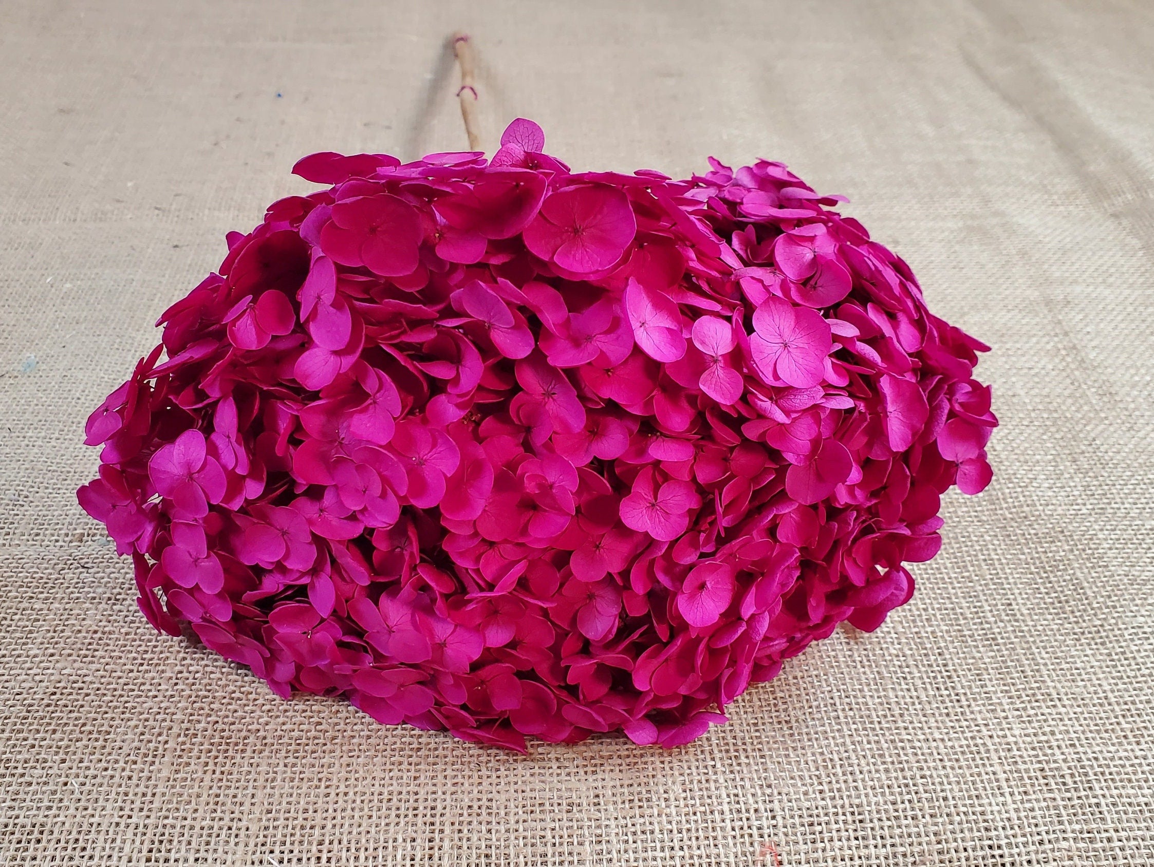 Rose Red Preserved Hydrangea: Wedding Flowers, 18-20" Tall