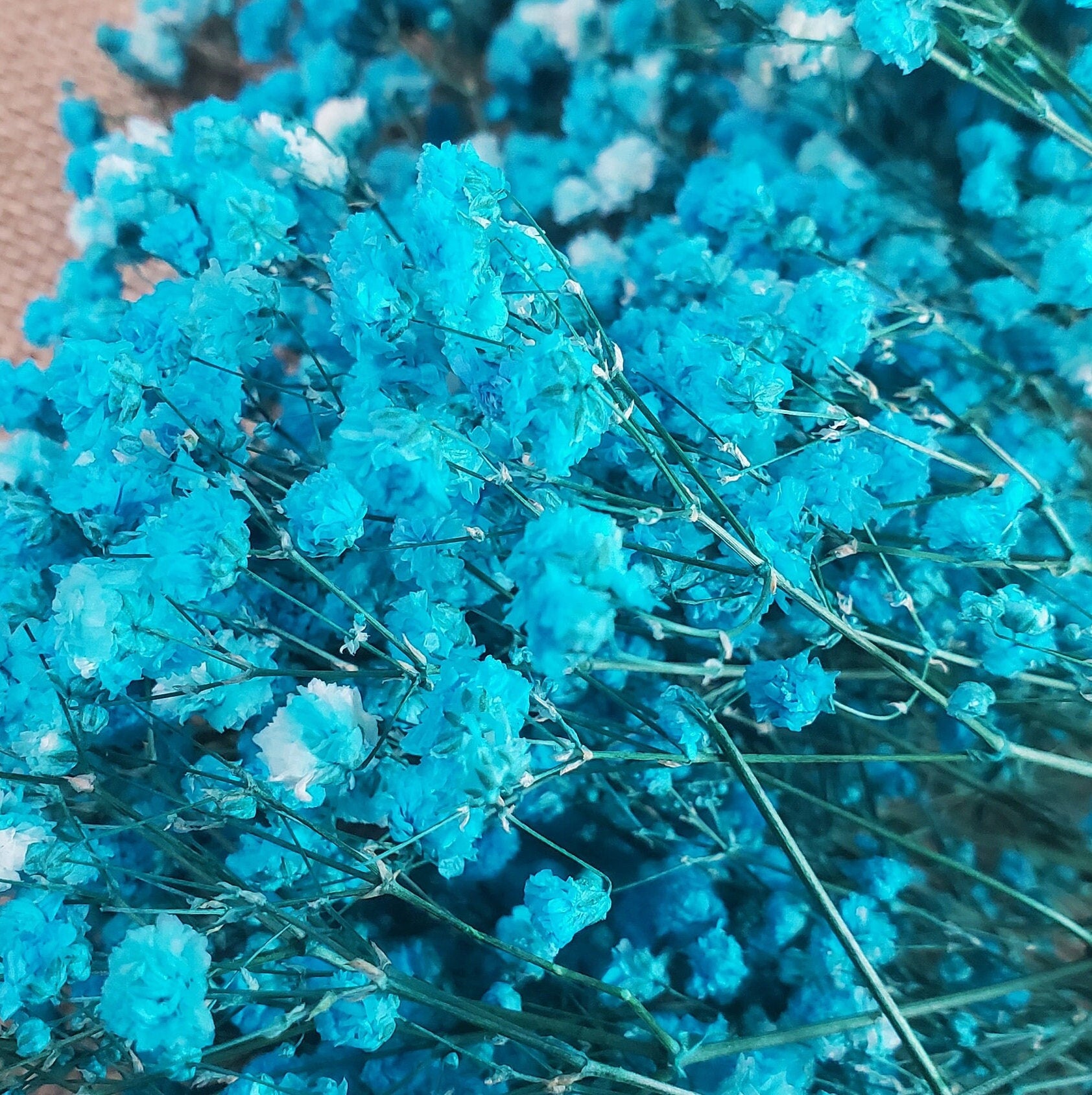 Light Blue Preserved Baby's Breath Bundle: Natural Gypsophilia