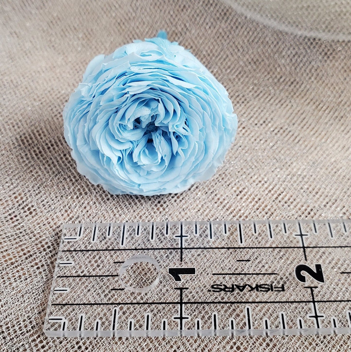 21 Sky Blue Preserved Roses: Dried Floral Wedding Decor