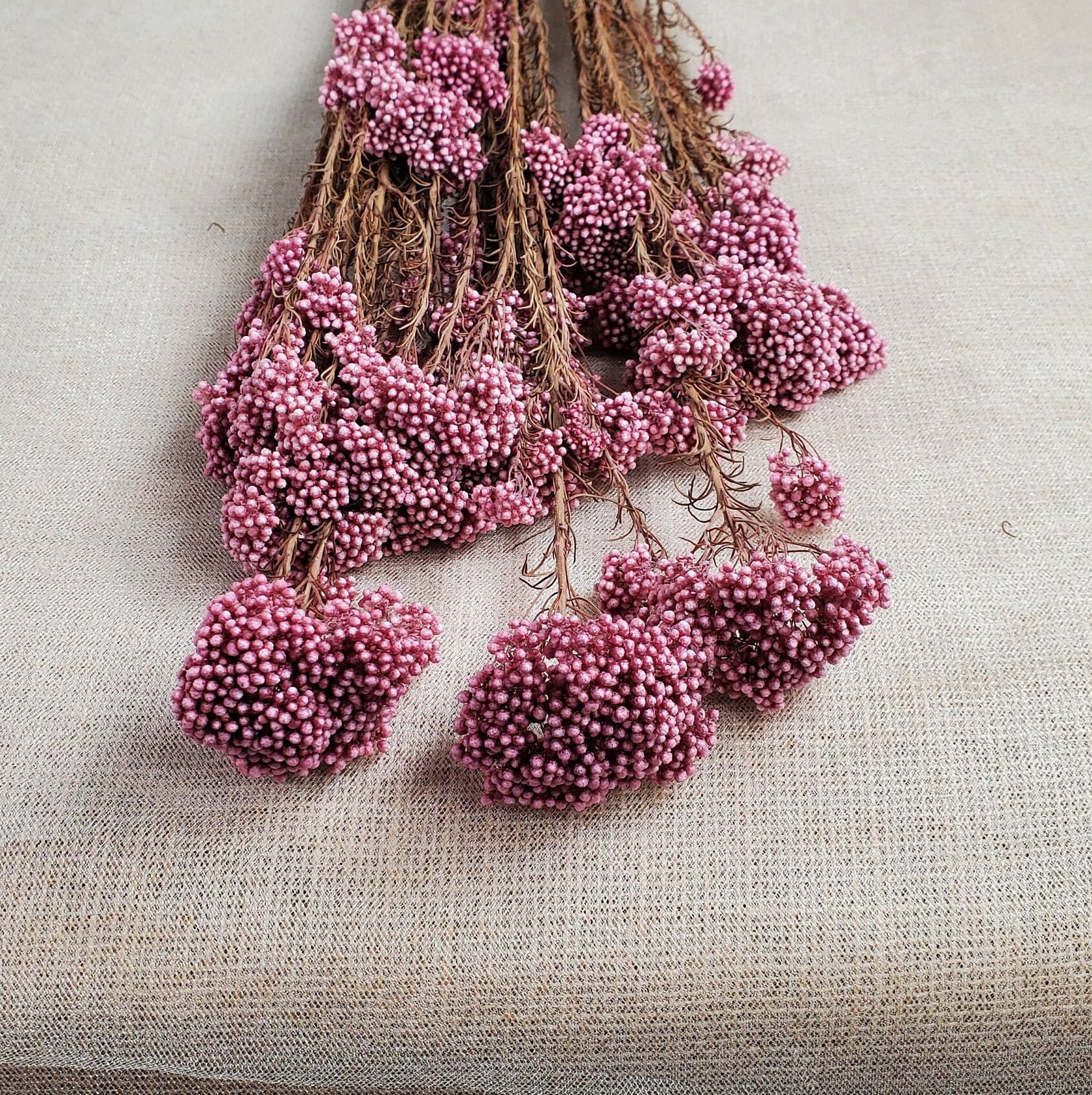 Light Purplish Red Preserved Rice Flower: Dried Floral Arrangement (19-20" Tall)
