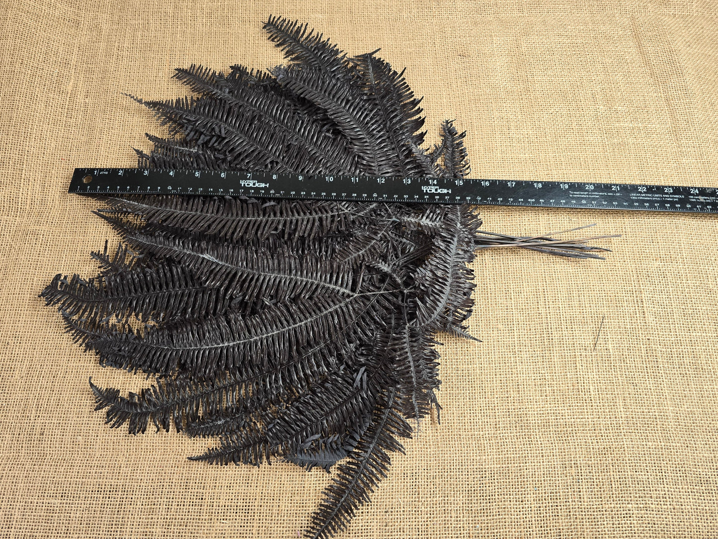 Black Preserved Mountain Fern Leaf: Floral Arrangement, Home Decor (10 Pack)