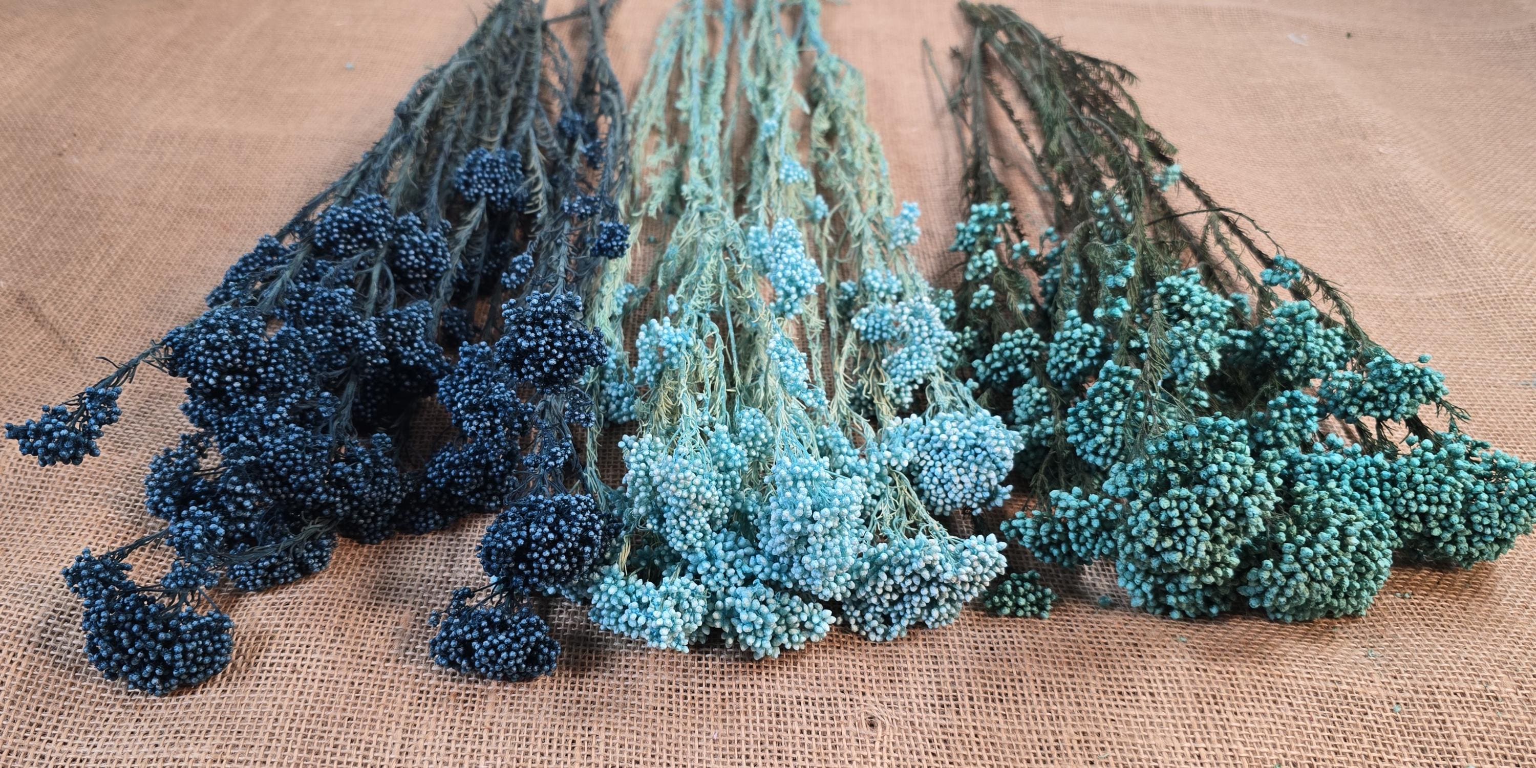 Blue Preserved Rice Flower: Dried Wedding Bouquet Filler (19-20" Tall)
