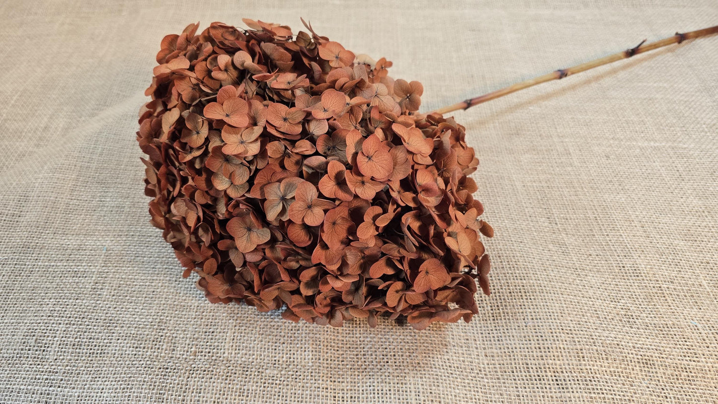 Coffee Infused Preserved Hydrangea: Real Dried Wedding Flowers