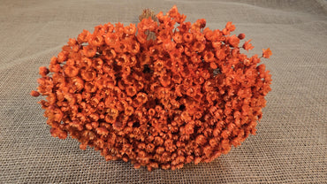 Pastel Orange Dried Star Flowers: Wedding & Home Decor, 12" Tall