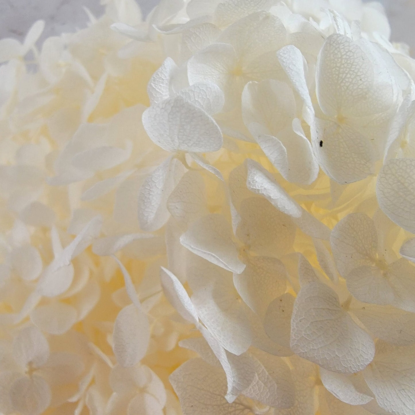 Preserved White Hydrangea: Real Dried Wedding Flowers