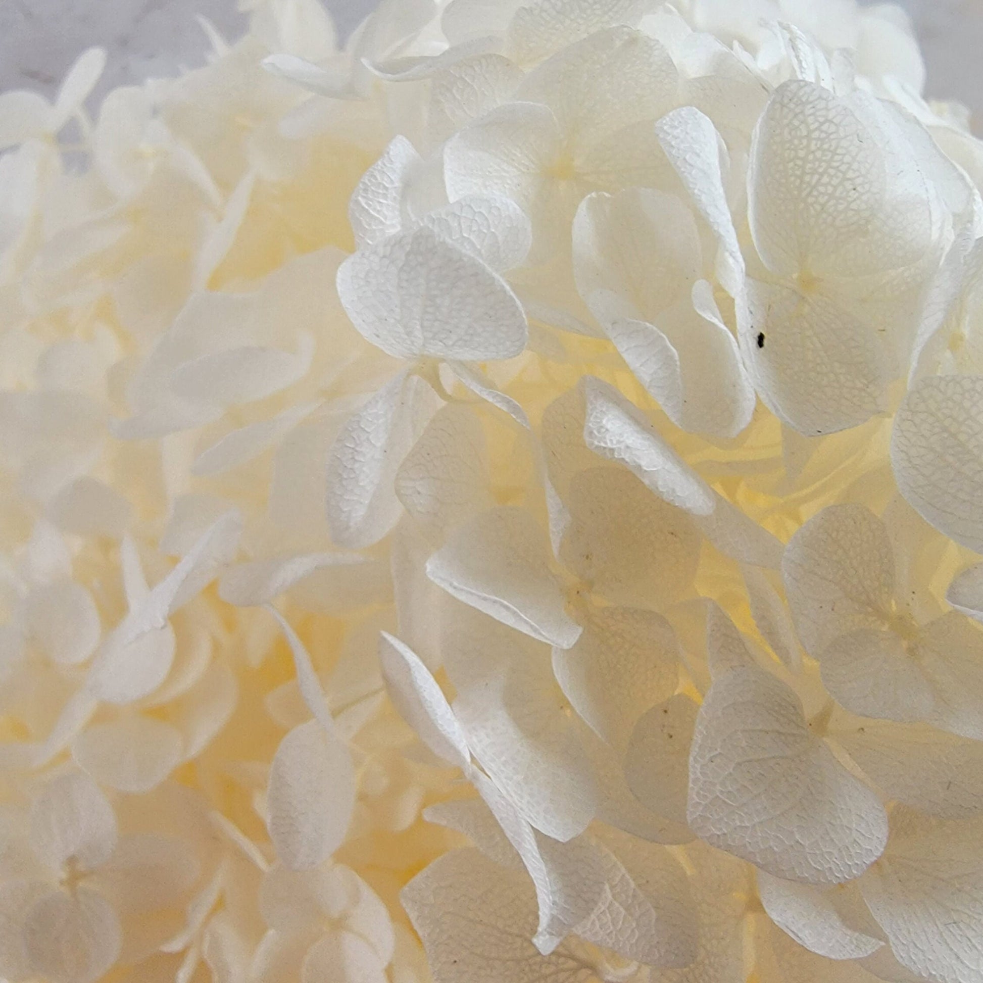 Preserved White Hydrangea: Real Dried Wedding Flowers