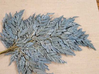Bleached Leather Leaf Fern: Preserved Floral Decor, 10 Stems