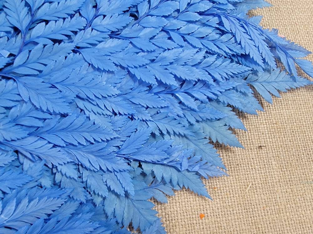 Bleached Leather Leaf Fern: Preserved Floral Decor, 10 Stems