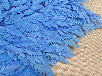 Bleached Leather Leaf Fern: Preserved Floral Decor, 10 Stems