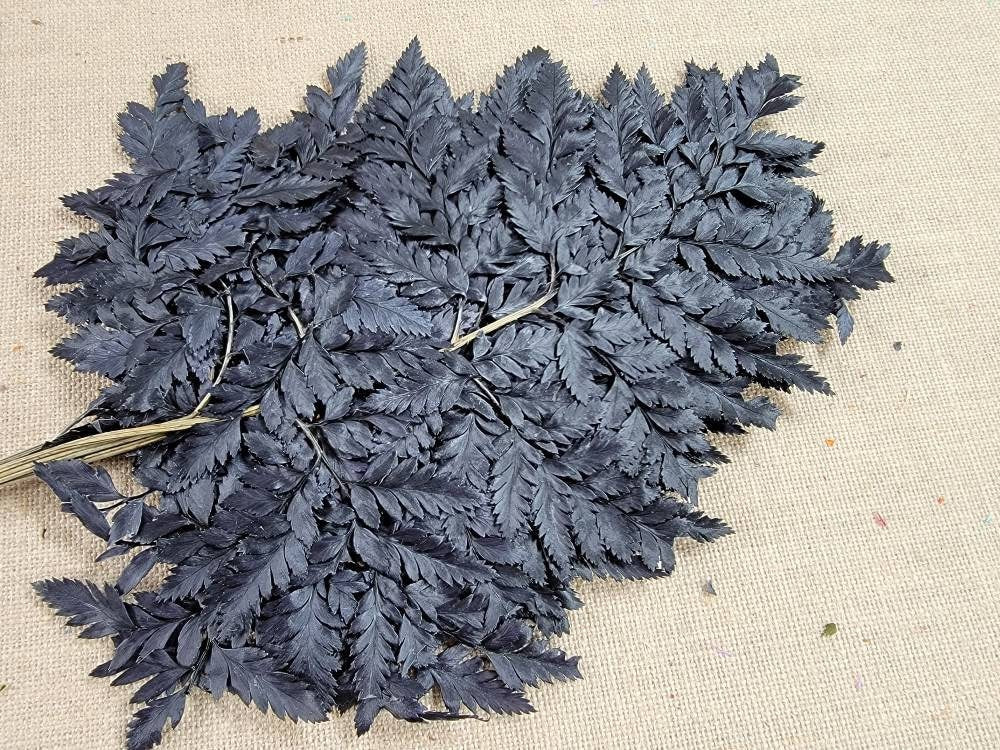 Bleached Leather Leaf Fern: Preserved Floral Decor, 10 Stems