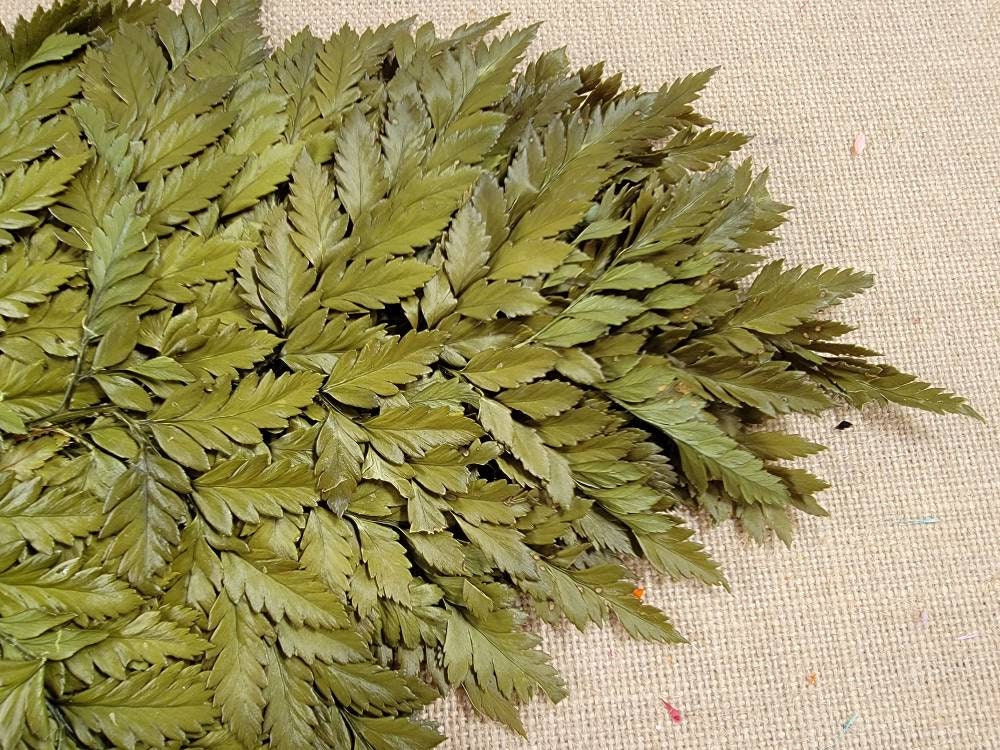 Bleached Leather Leaf Fern: Preserved Floral Decor, 10 Stems
