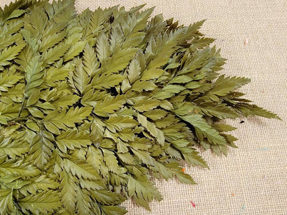 Bleached Leather Leaf Fern: Preserved Floral Decor, 10 Stems