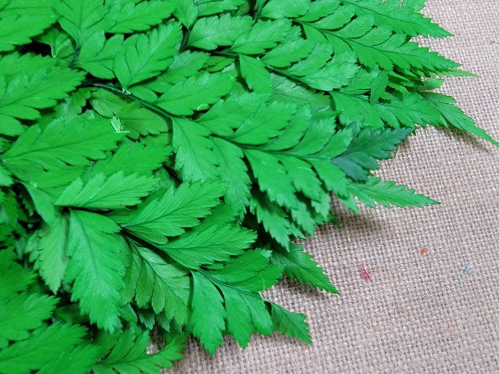 Bleached Leather Leaf Fern: Preserved Floral Decor, 10 Stems