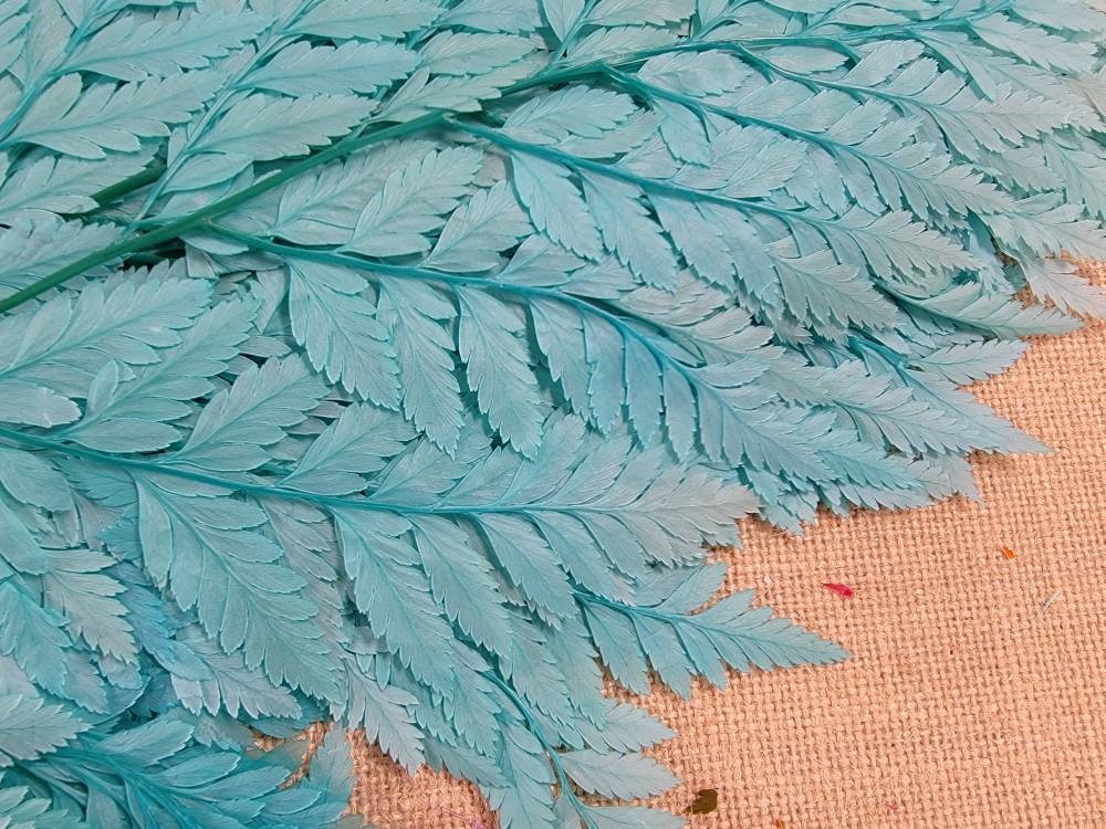 Bleached Leather Leaf Fern: Preserved Floral Decor, 10 Stems