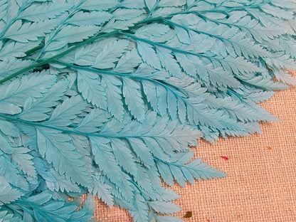 Bleached Leather Leaf Fern: Preserved Floral Decor, 10 Stems