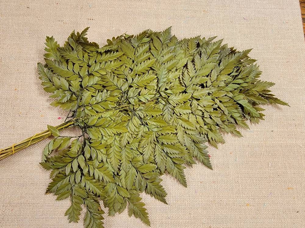 Bleached Leather Leaf Fern: Preserved Floral Decor, 10 Stems