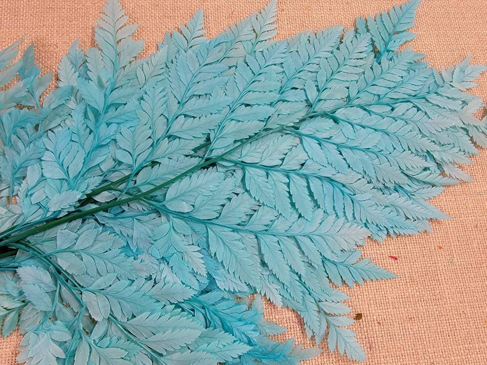 Bleached Leather Leaf Fern: Preserved Floral Decor, 10 Stems