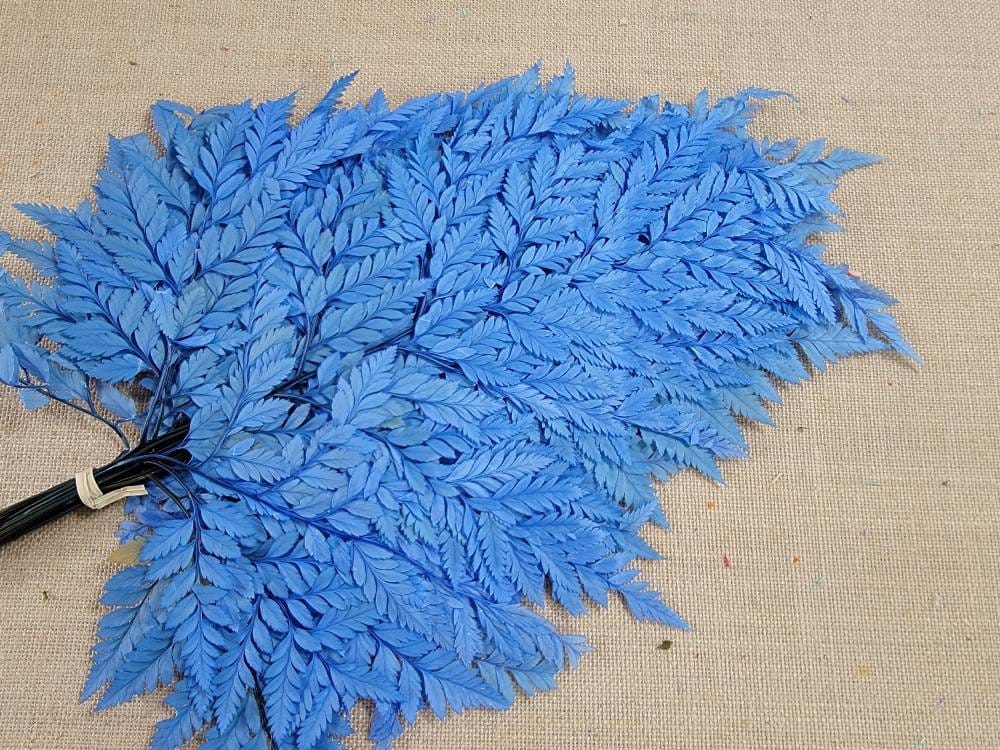 Bleached Leather Leaf Fern: Preserved Floral Decor, 10 Stems
